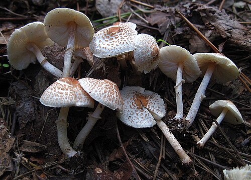 Stinking Dapperling (Lepiota cristata) wild specimen