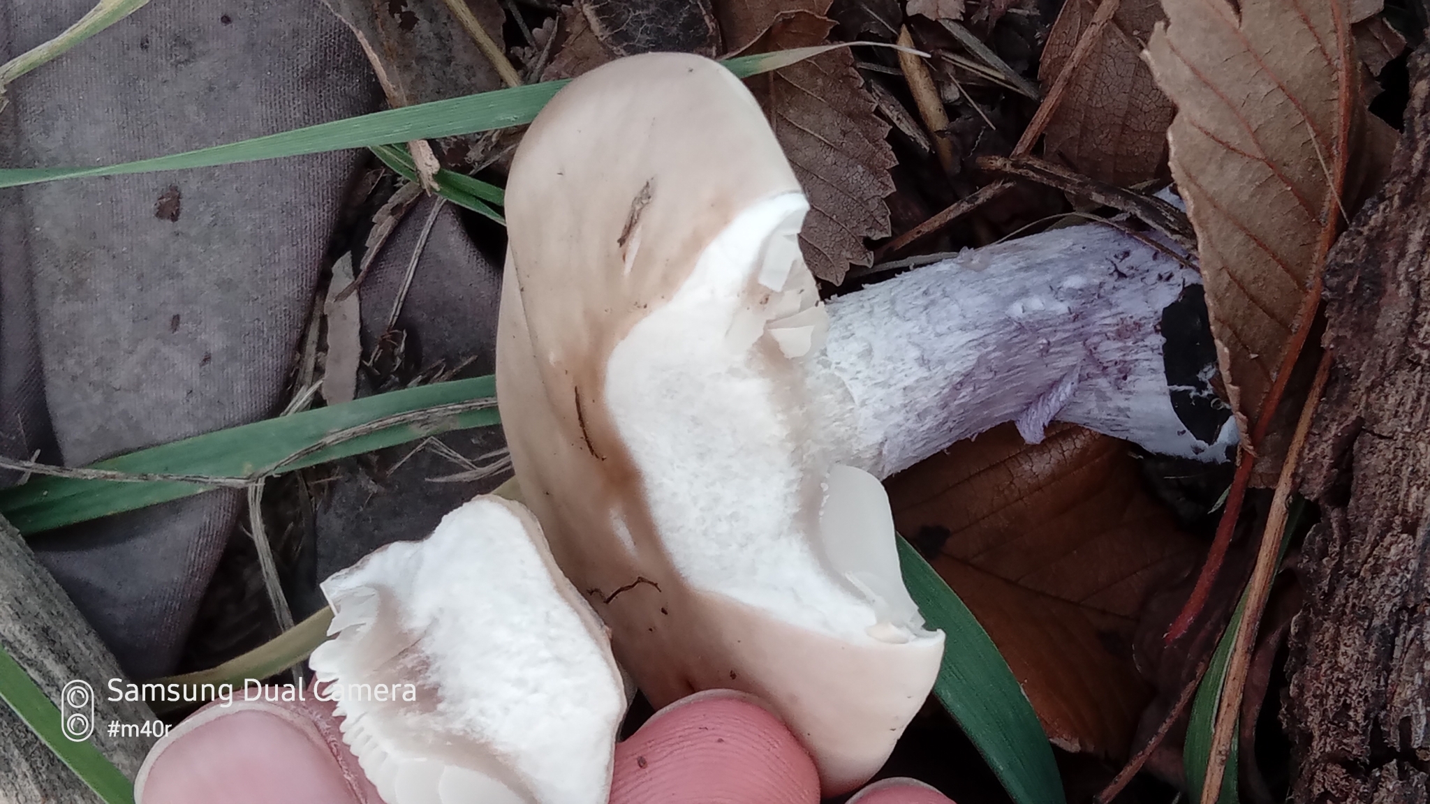 Field Blewit (Lepista saeva)