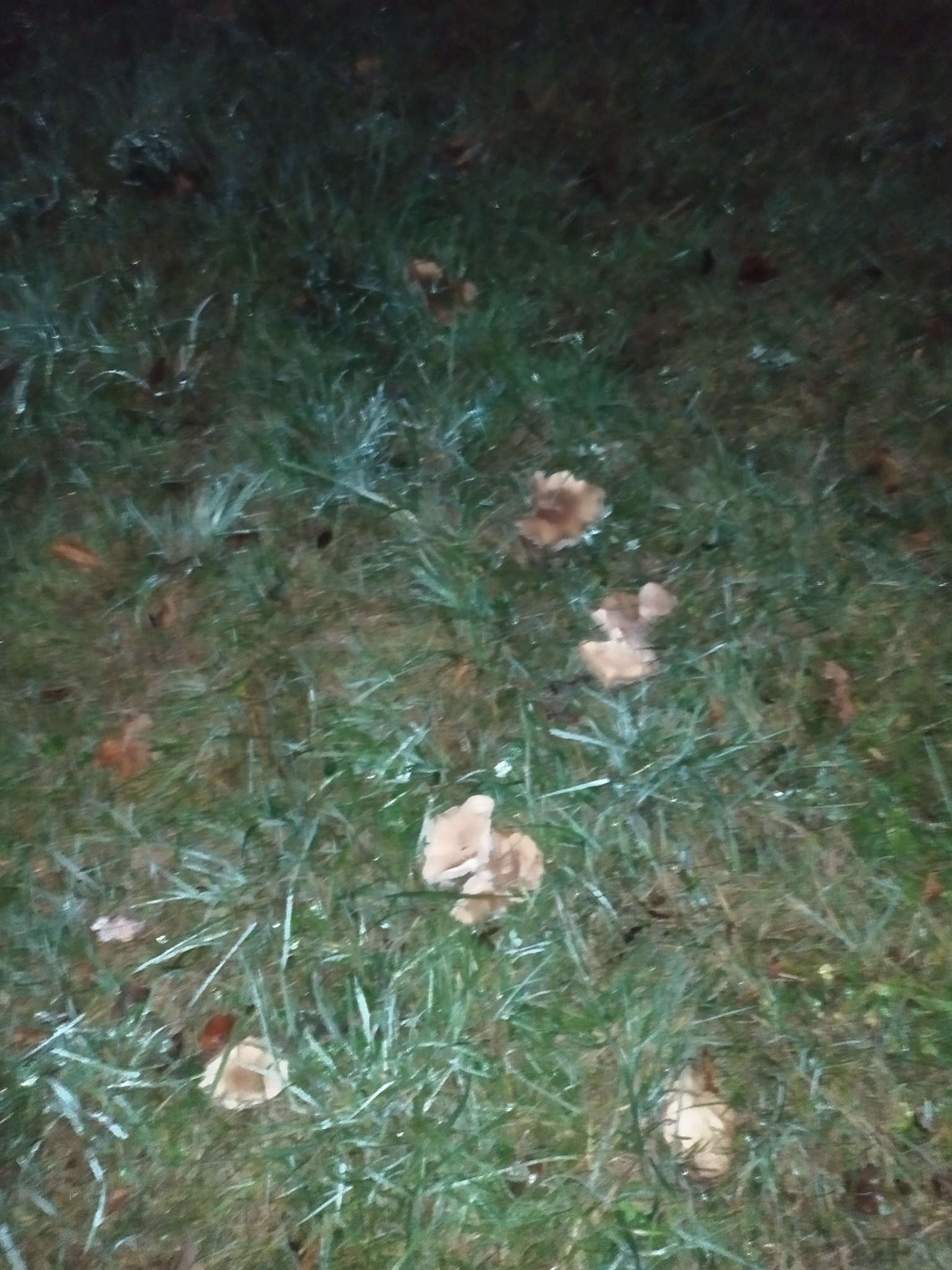 Field Blewit (Lepista saeva) wild specimen