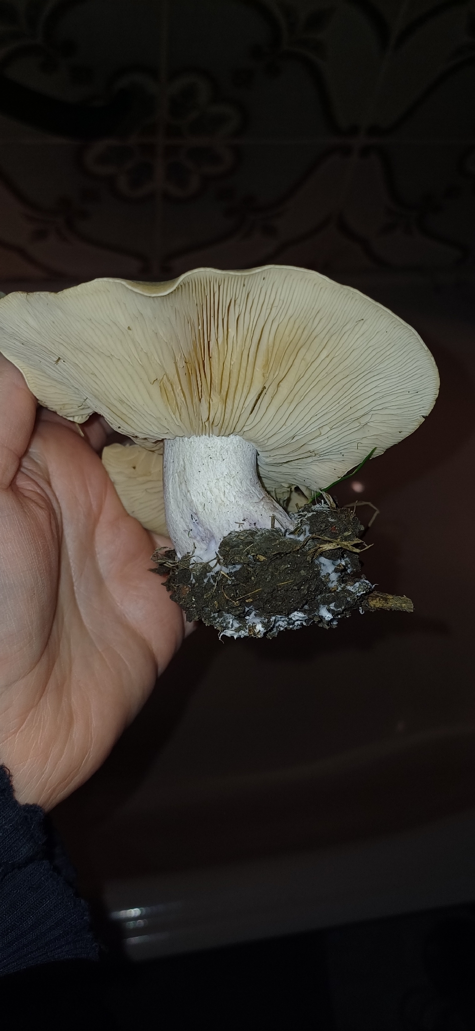 Field Blewit (Lepista saeva) wild specimen