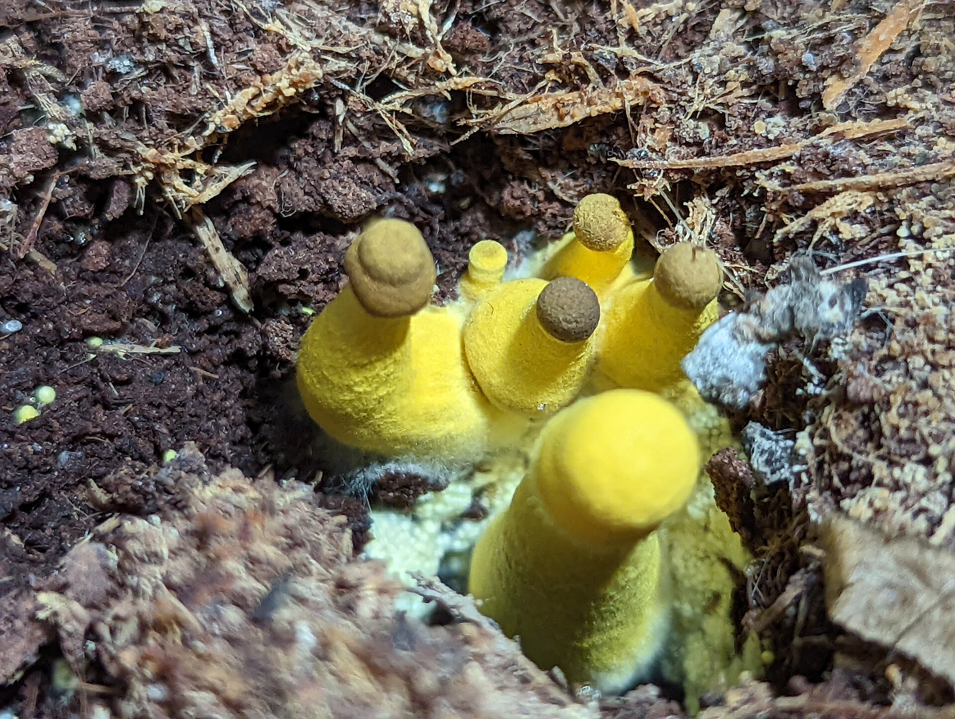 Yellow Houseplant Mushroom (Leucocoprinus birnbaumii)