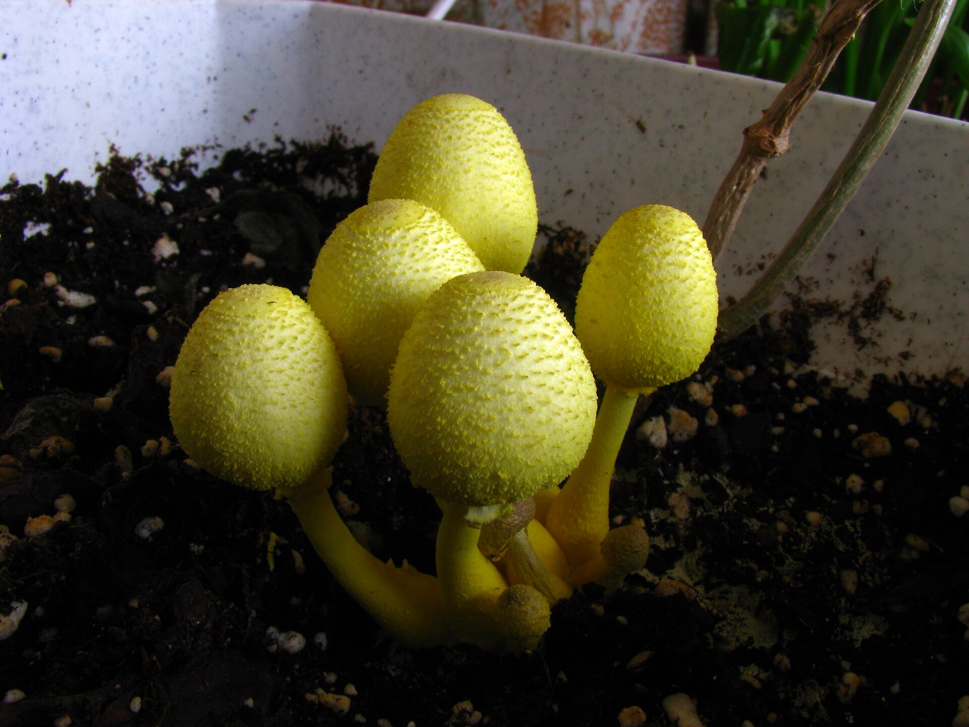 Yellow Houseplant Mushroom (Leucocoprinus birnbaumii) wild specimen