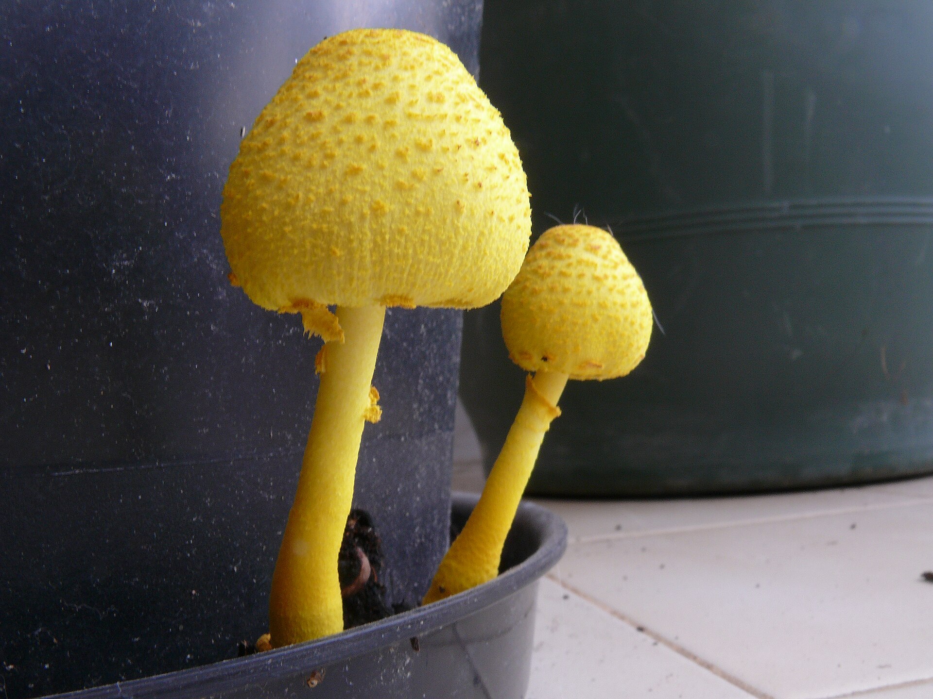 Yellow Houseplant Mushroom (Leucocoprinus birnbaumii) wild specimen