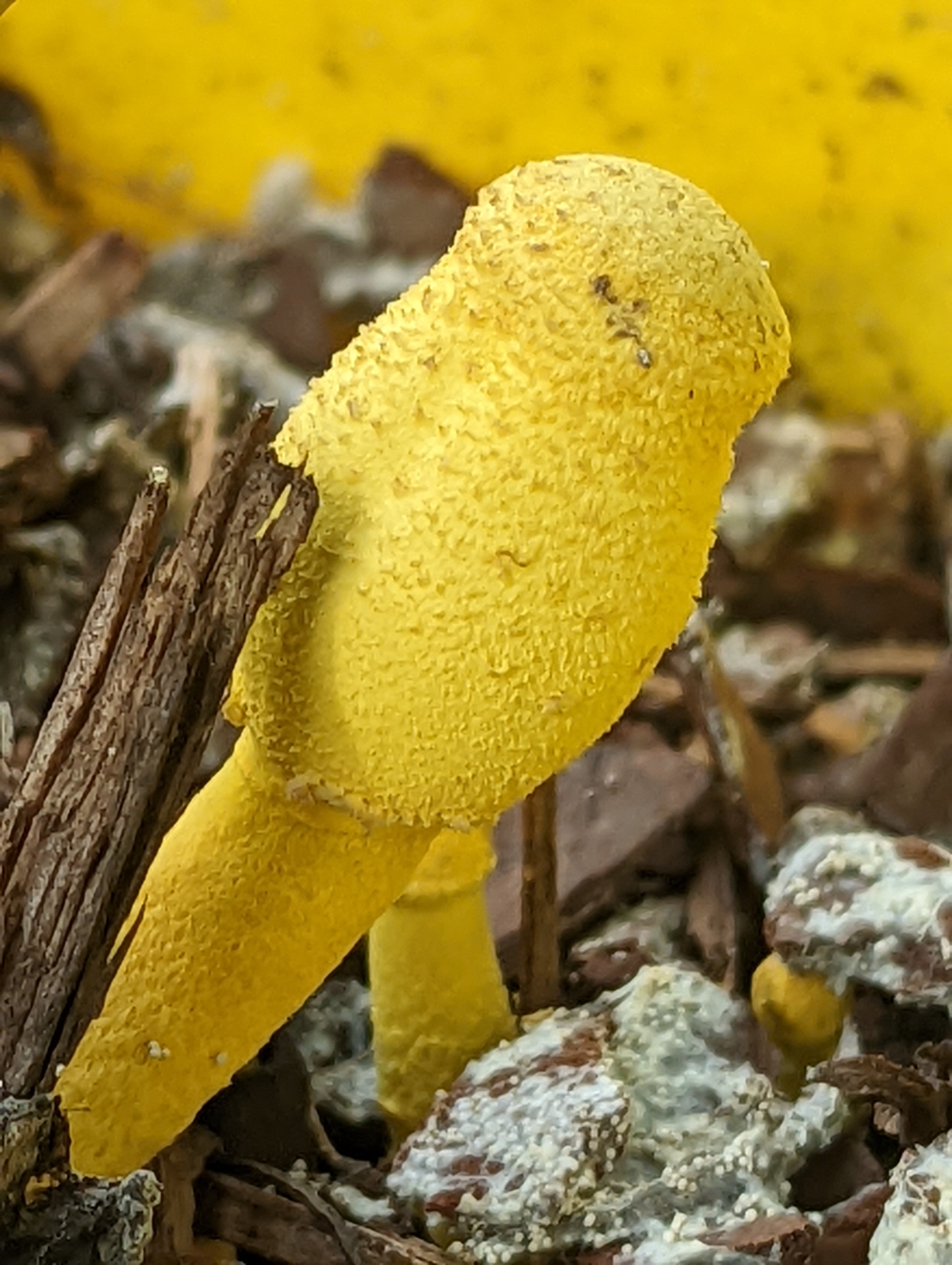 Yellow Houseplant Mushroom (Leucocoprinus birnbaumii) wild specimen