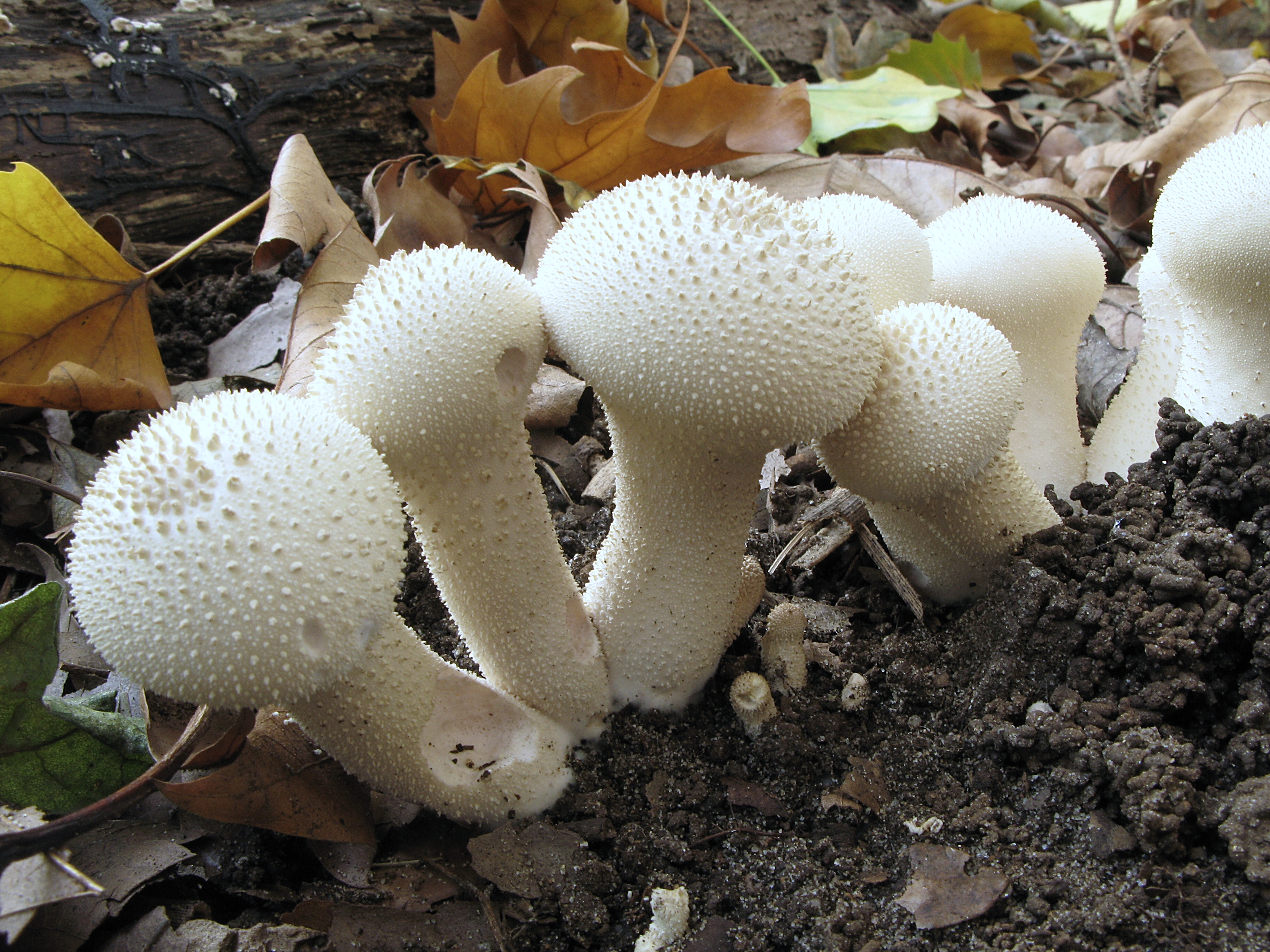 Common Puffball specimens on mossy forest floor showing characteristic pear shape