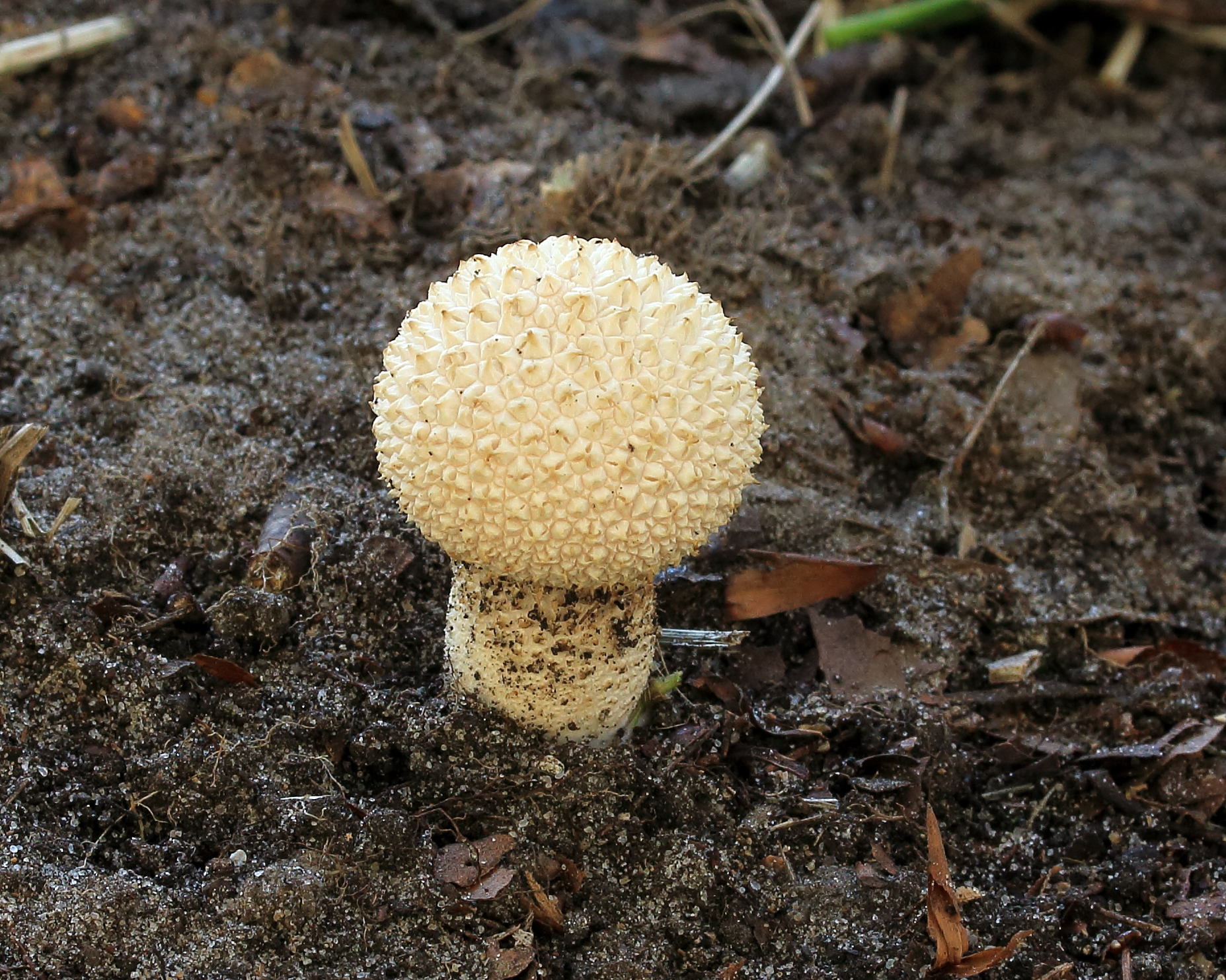 Group of Common Puffballs growing in Dutch botanical garden among leaf litter