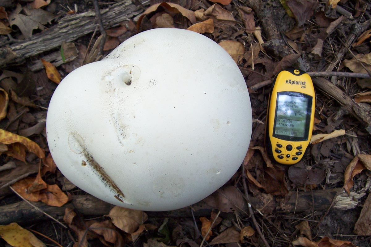 Giant Puffball (Calvatia gigantea)