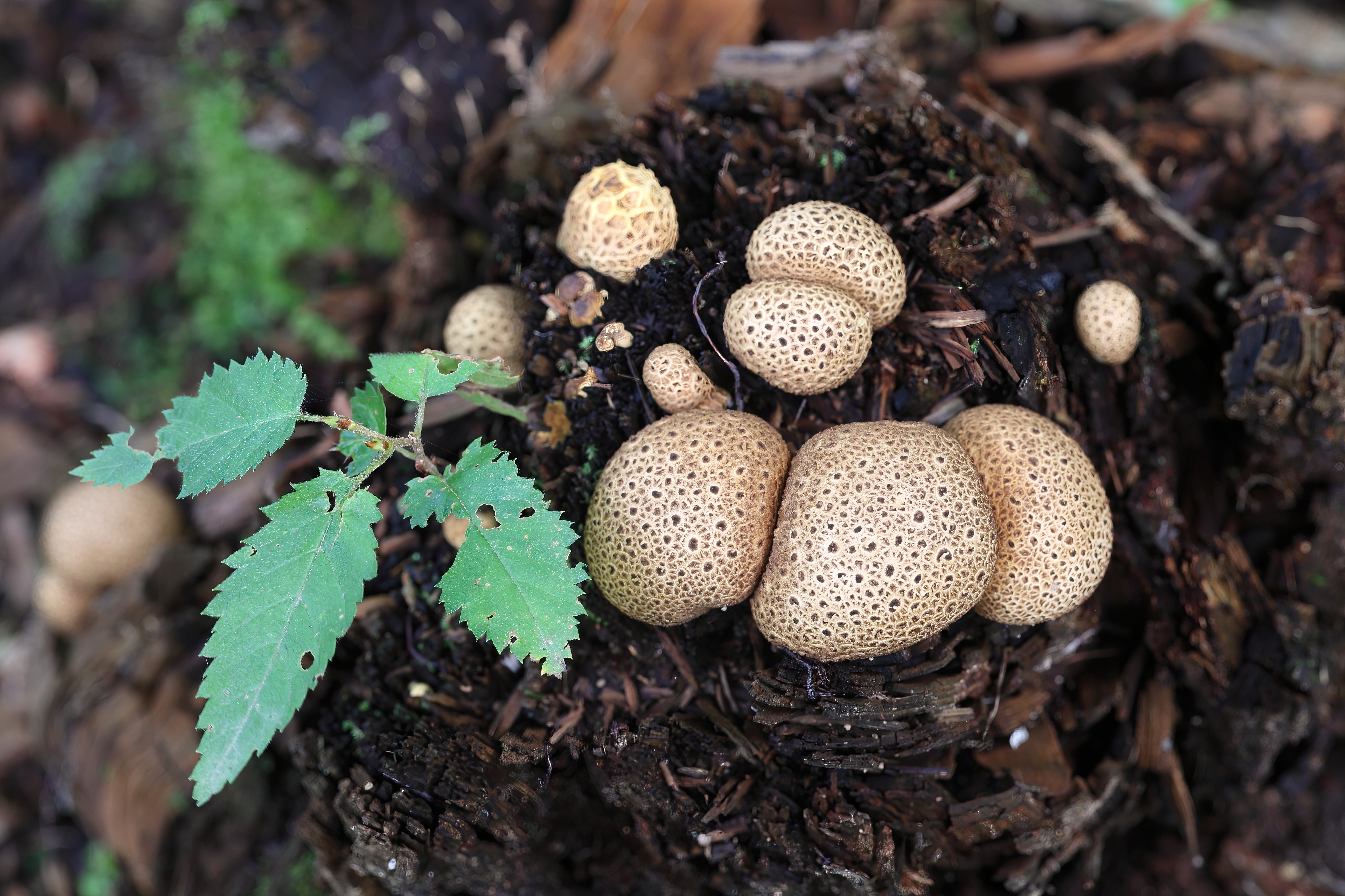 Common Earthball (Scleroderma citrinum)