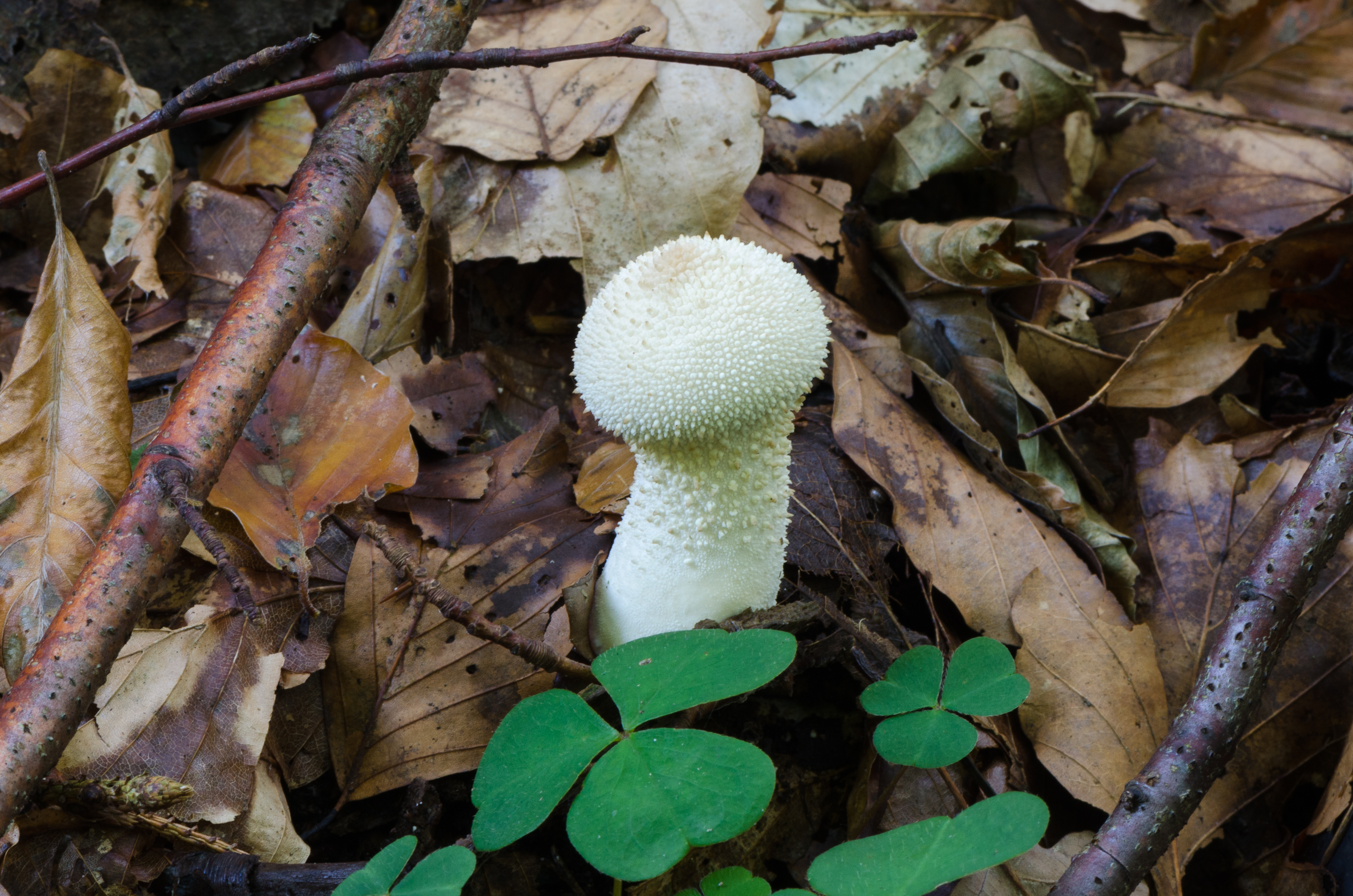 Common Puffball stem and base detail