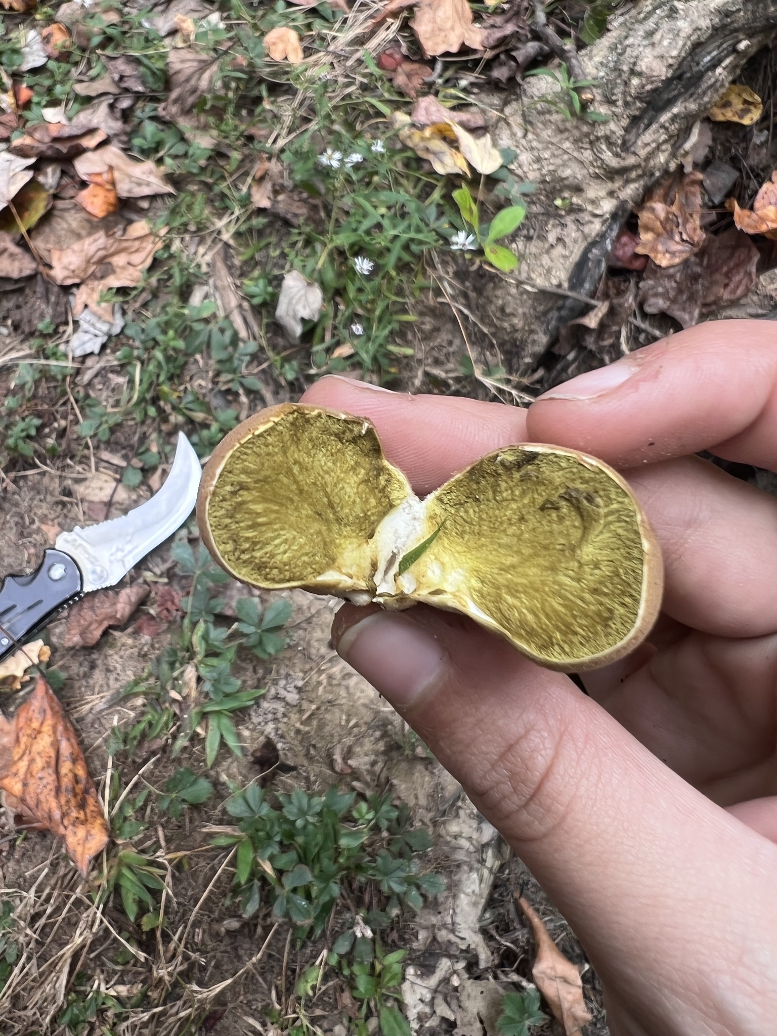 Pear-shaped Puffball (Lycoperdon pyriforme) wild specimen