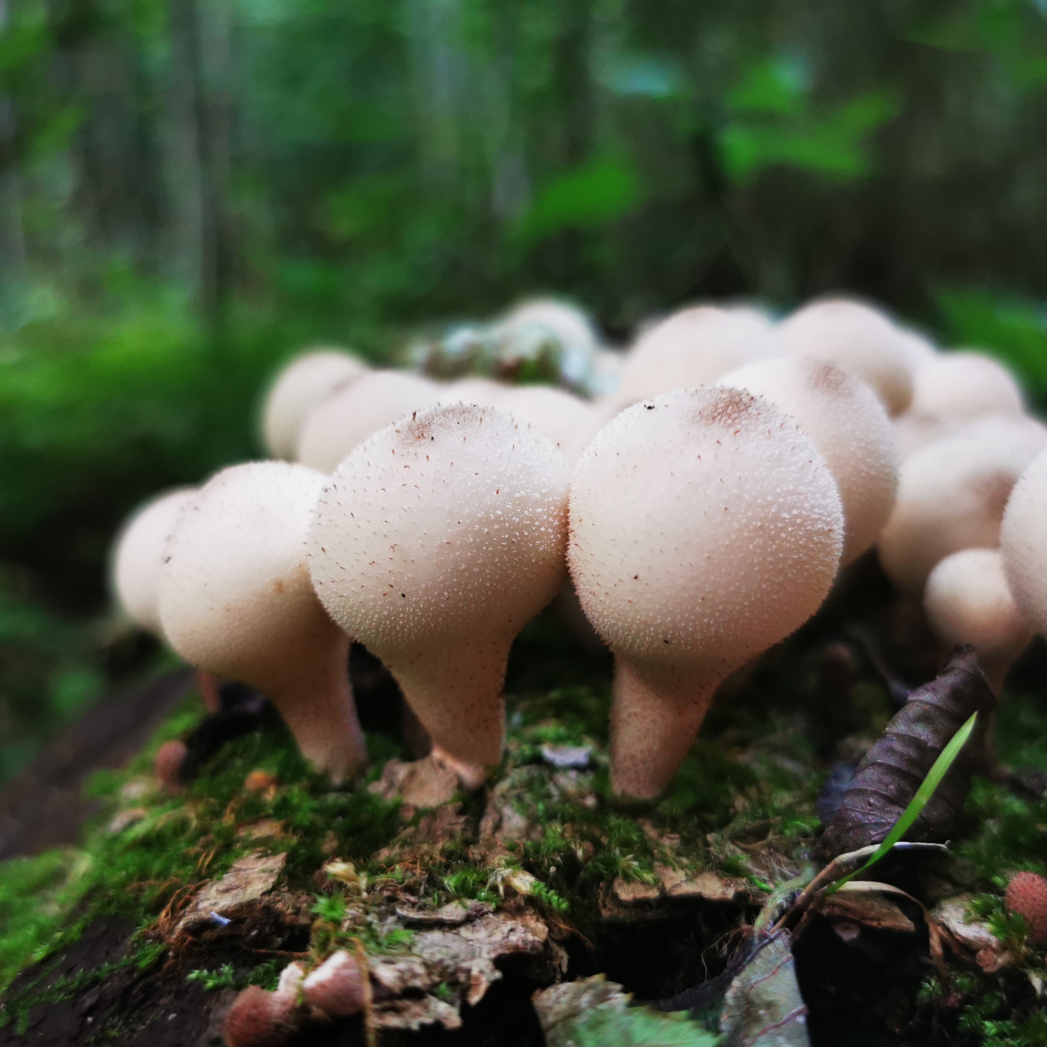 Pear-shaped Puffball (Lycoperdon pyriforme) wild specimen