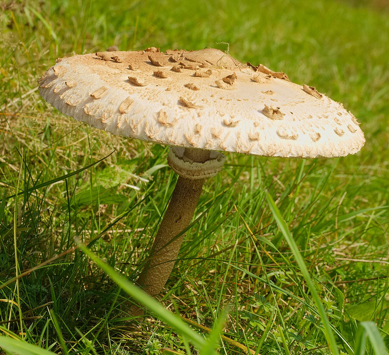 Close-up of Parasol Mushroom stem showing the movable ring and distinctive brown snakeskin pattern