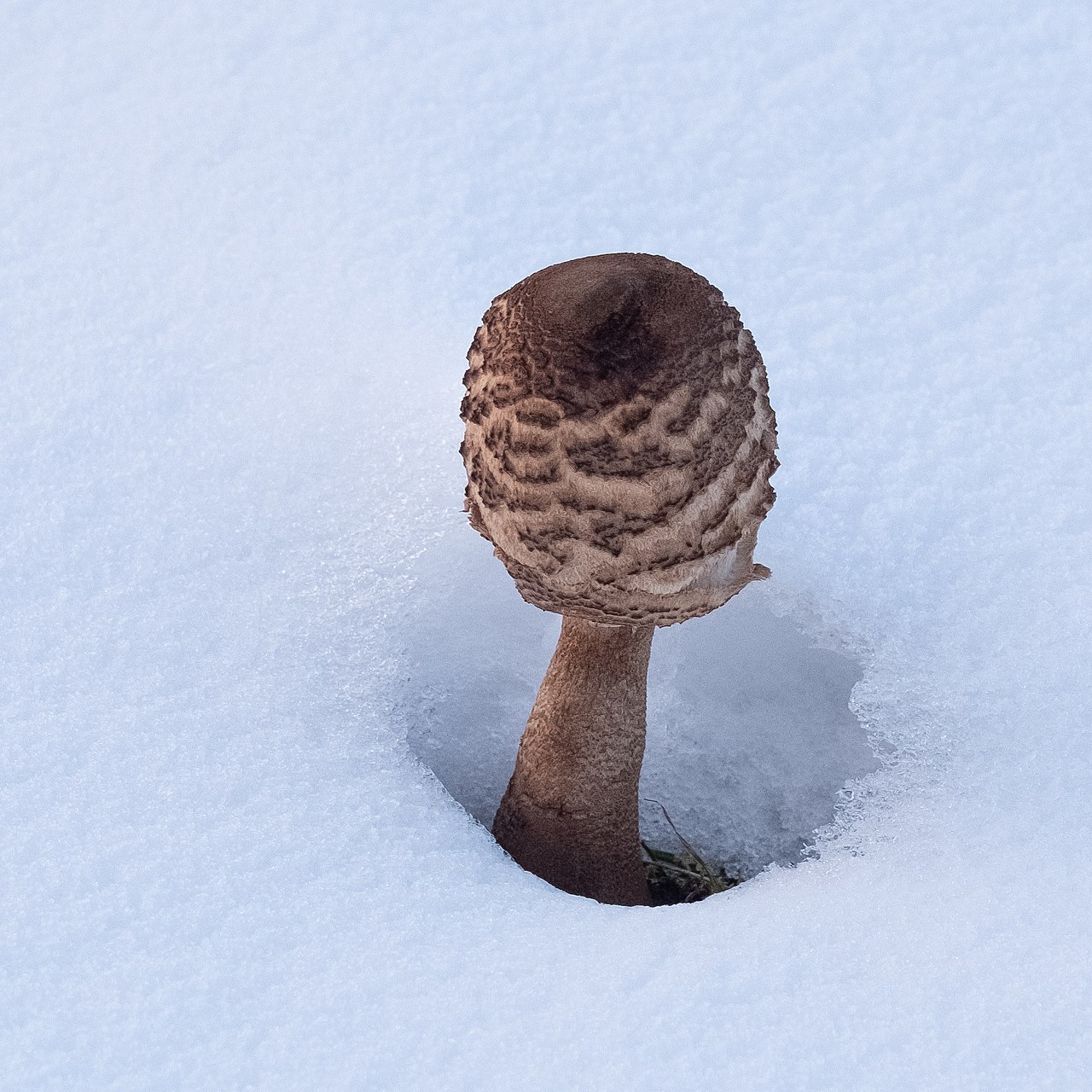 Parasol Mushroom in a nature reserve near Bottingen, Germany, showing the fully expanded cap with brown scales