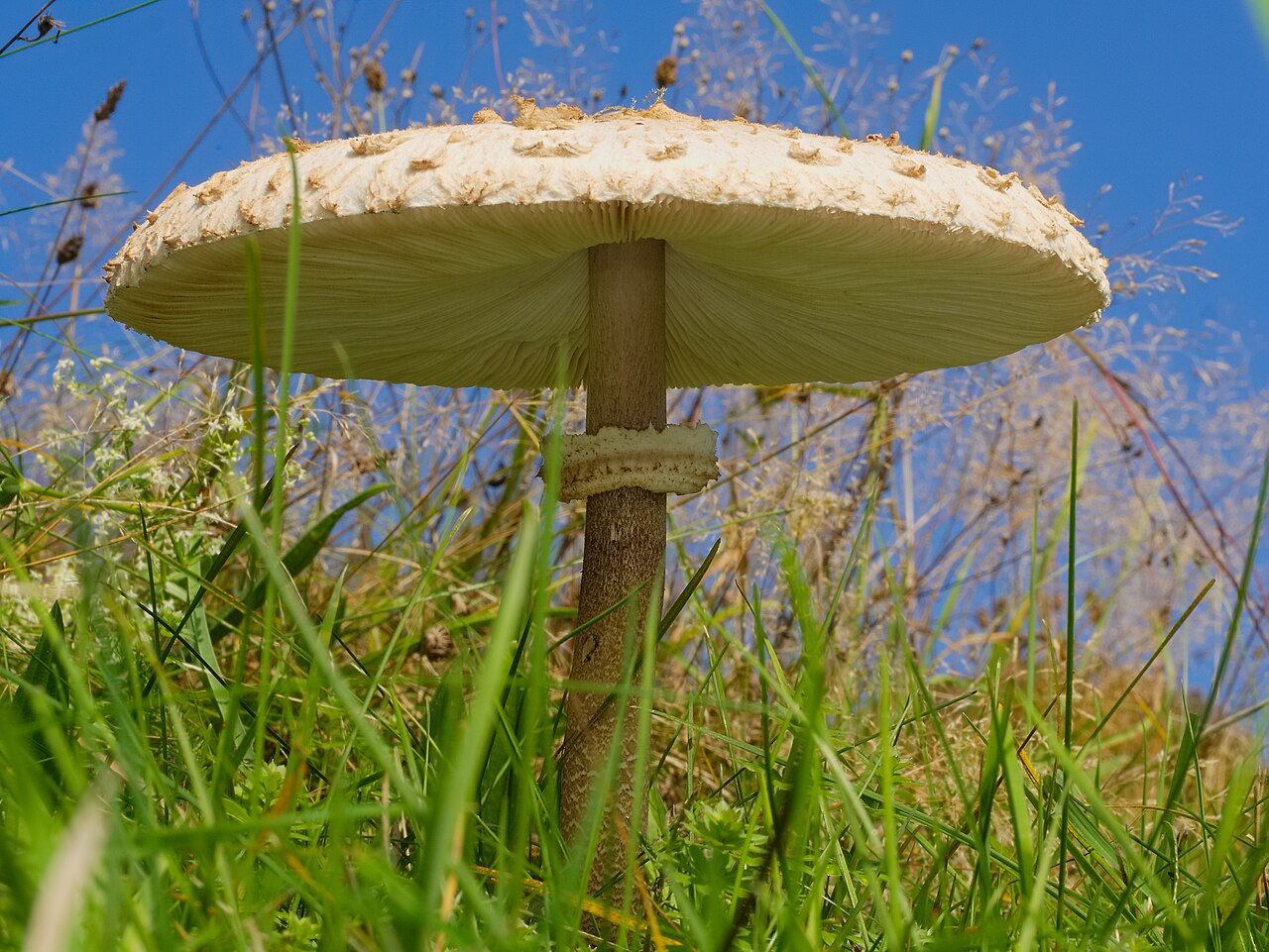 Parasol Mushroom cap detail