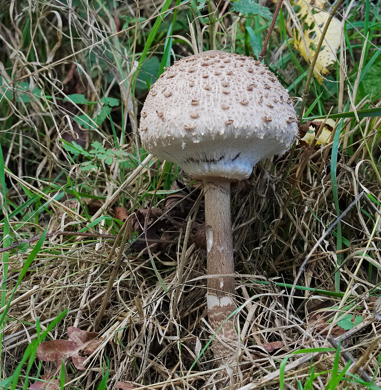 Parasol Mushroom gills detail