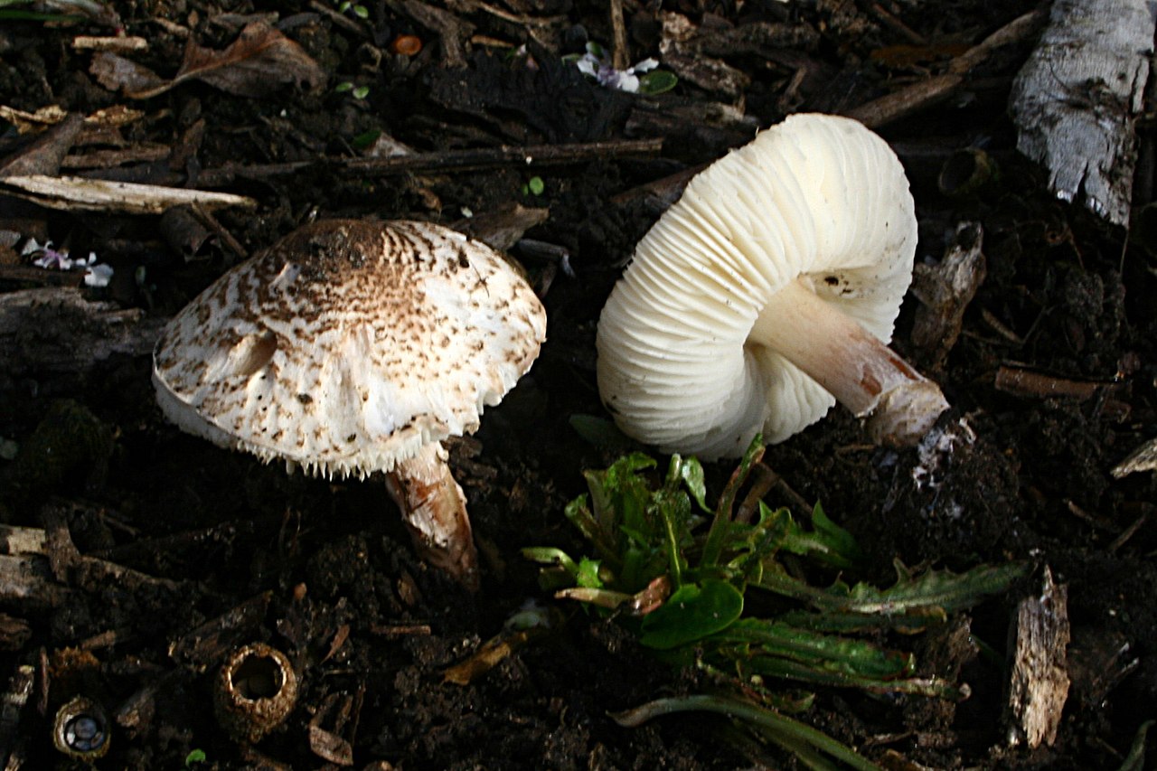 Deadly Dapperling (Lepiota brunneoincarnata)
