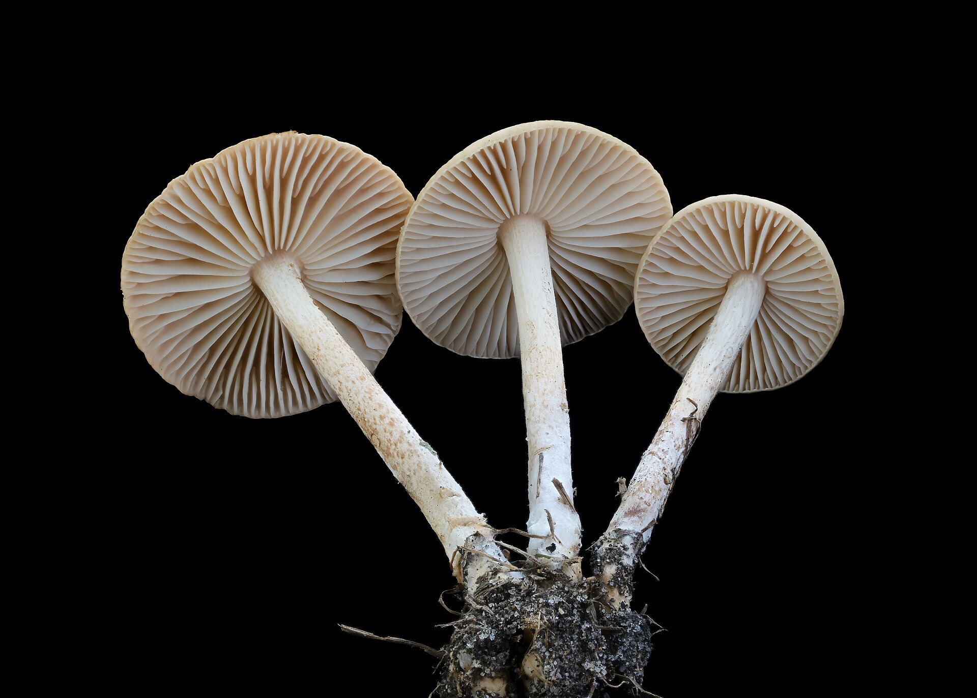 Fairy Ring Mushroom growing in natural habitat