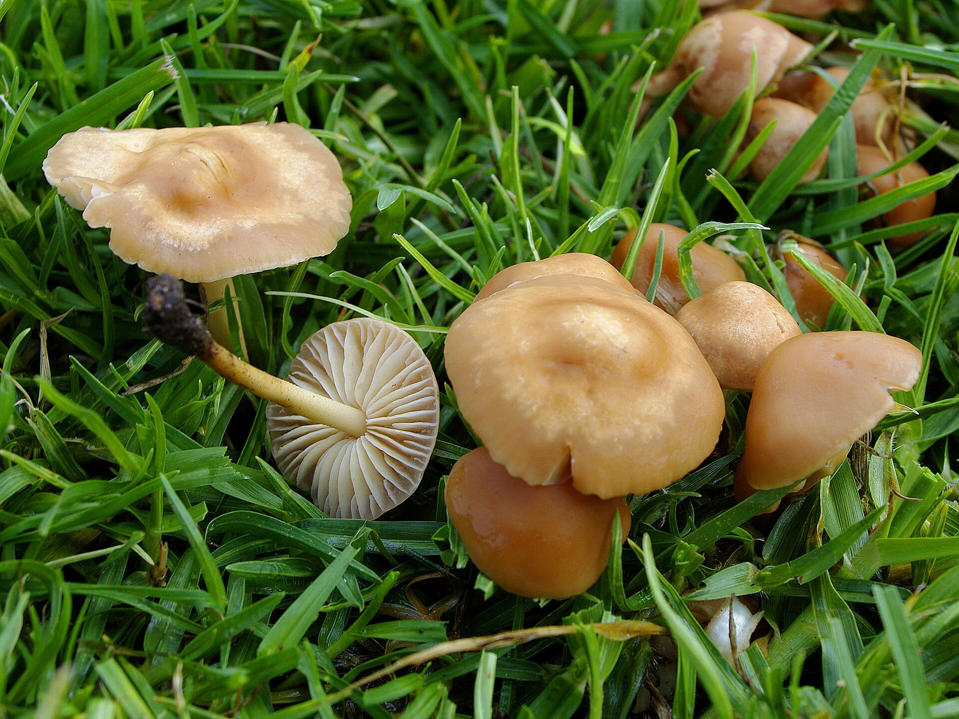 Fairy Ring Mushroom (Marasmius oreades) wild specimen