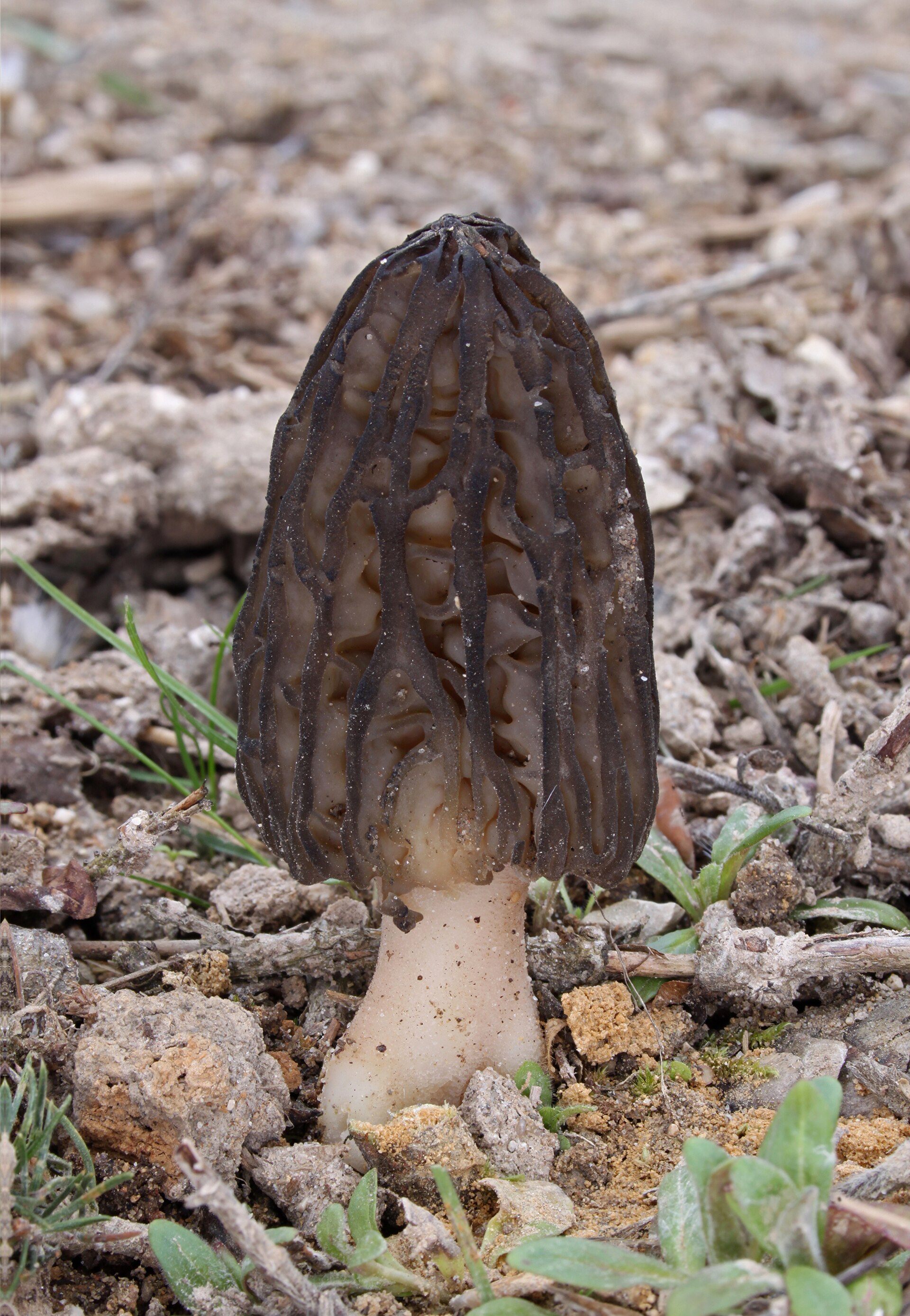 Black Morel (Morchella elata)