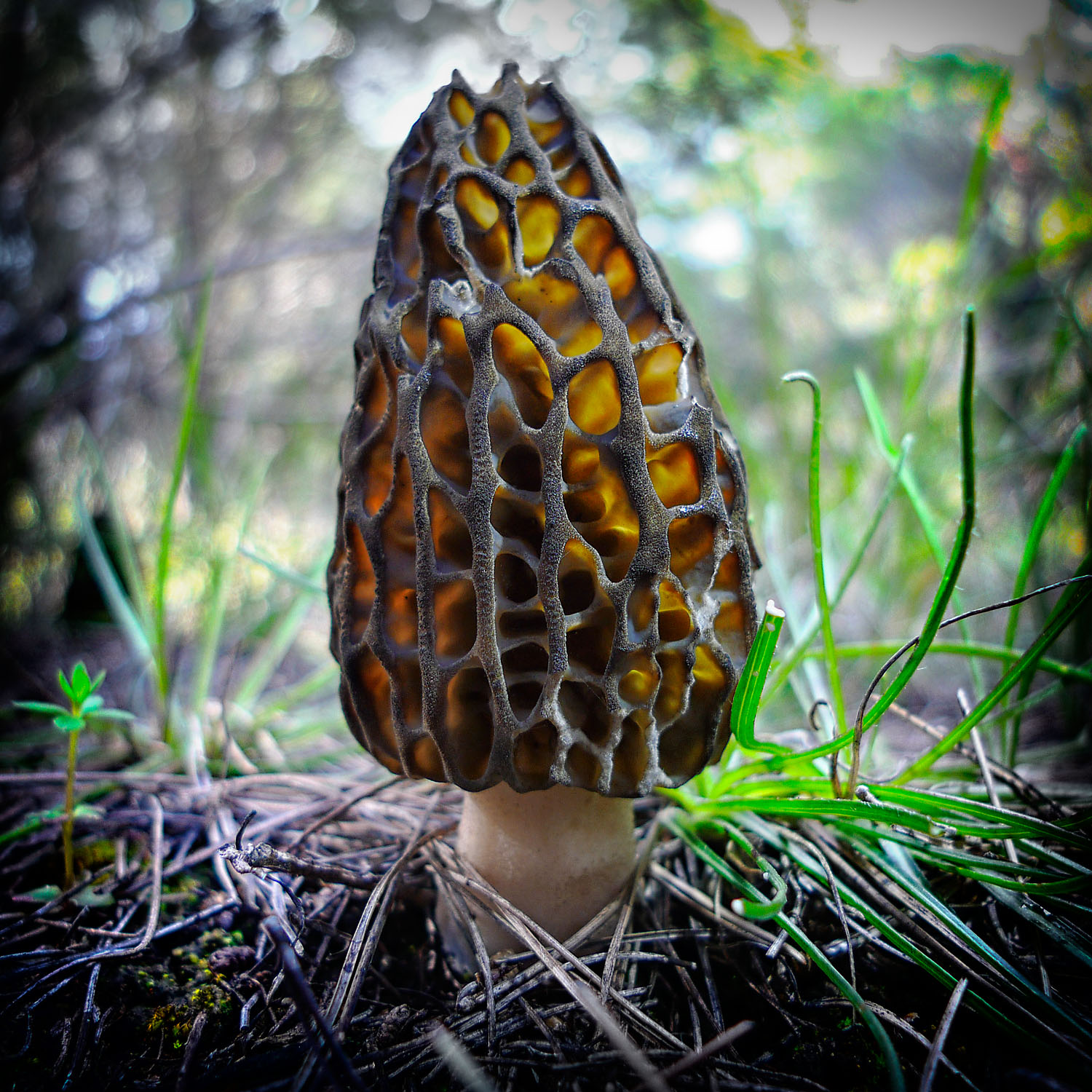 Black Morel (Morchella elata) wild specimen