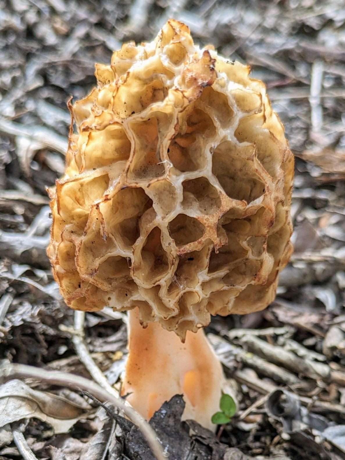Common Morel (Morchella esculenta)
