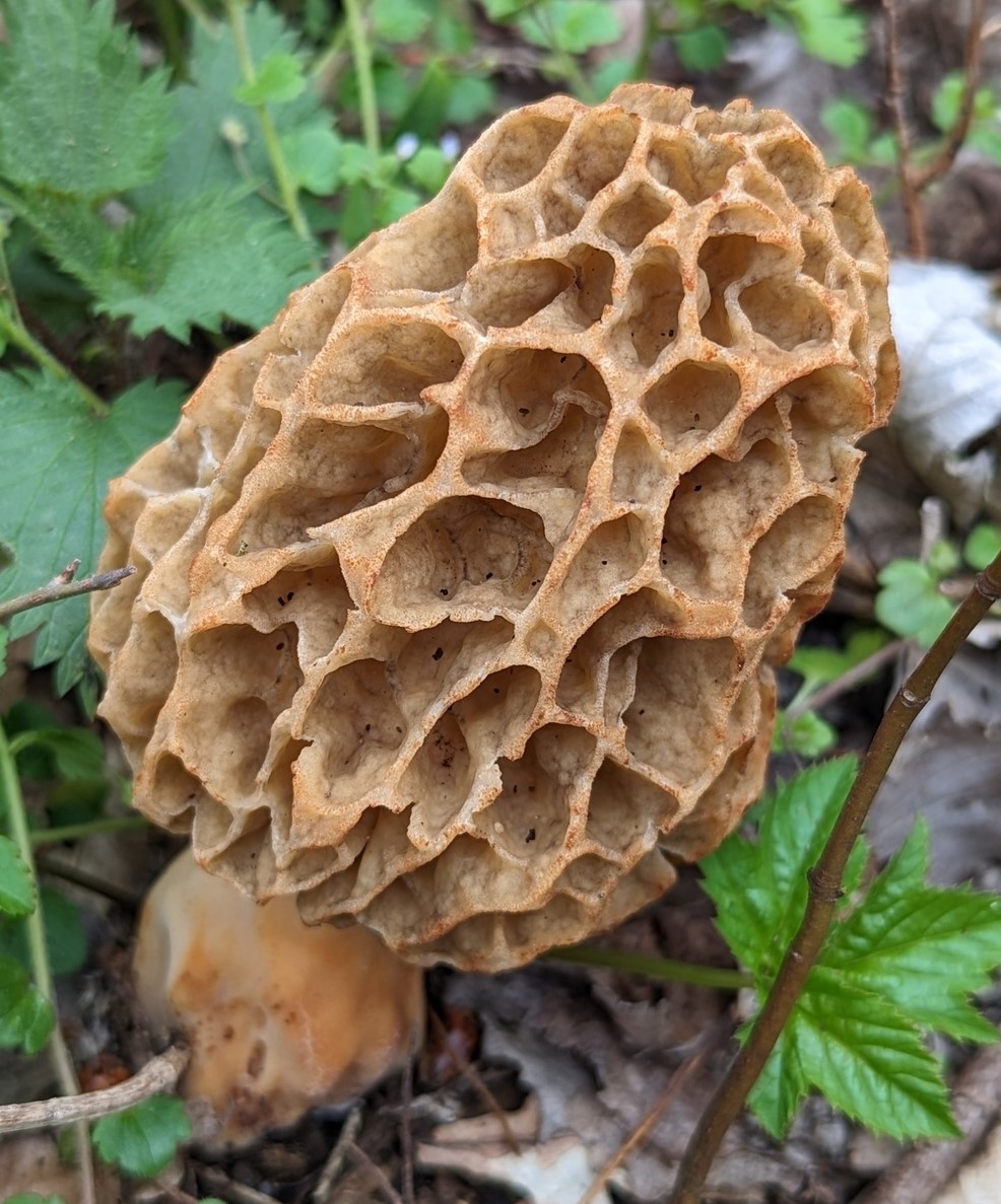 Group of common morels growing together showing yellowish-brown caps