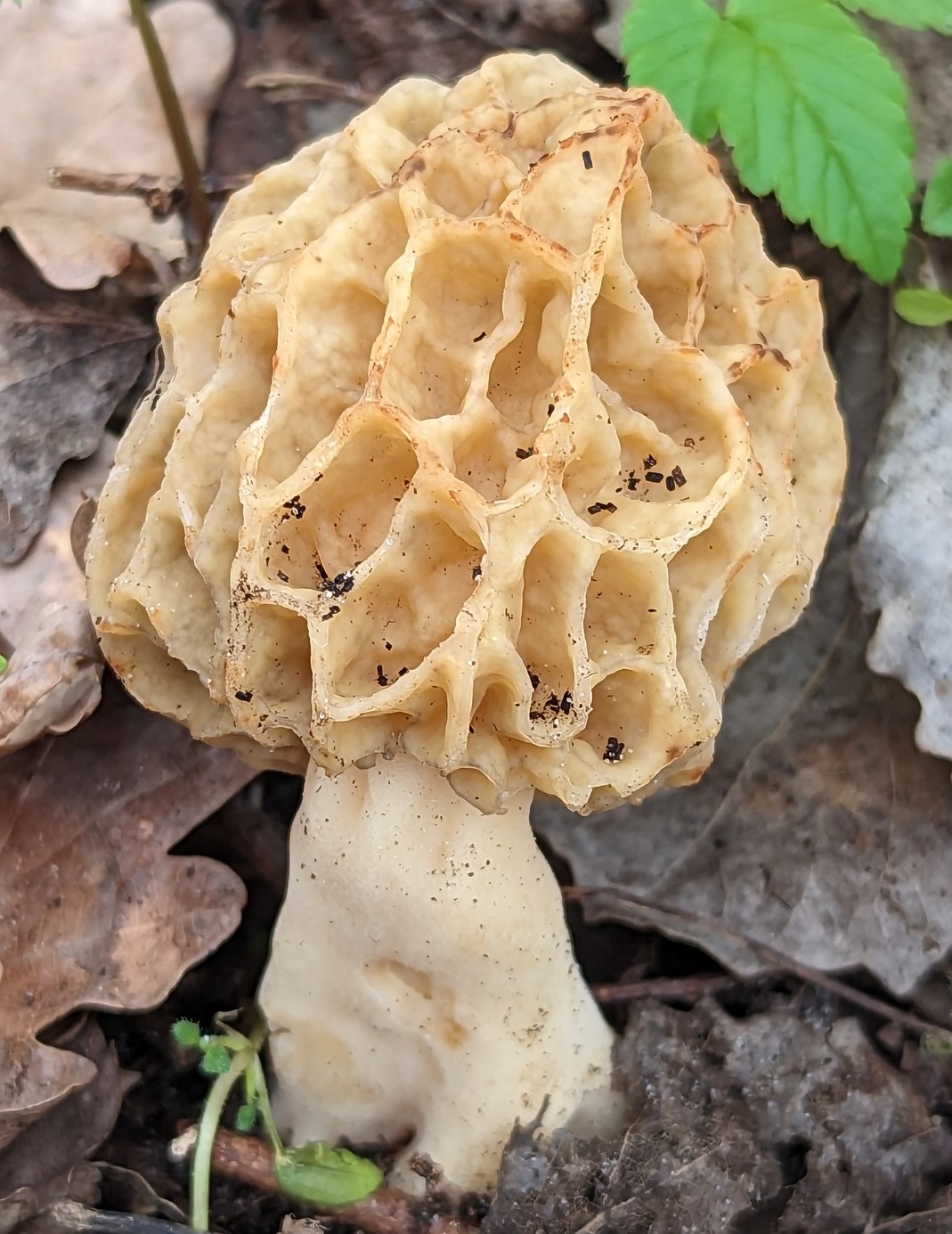Common Morel cap detail