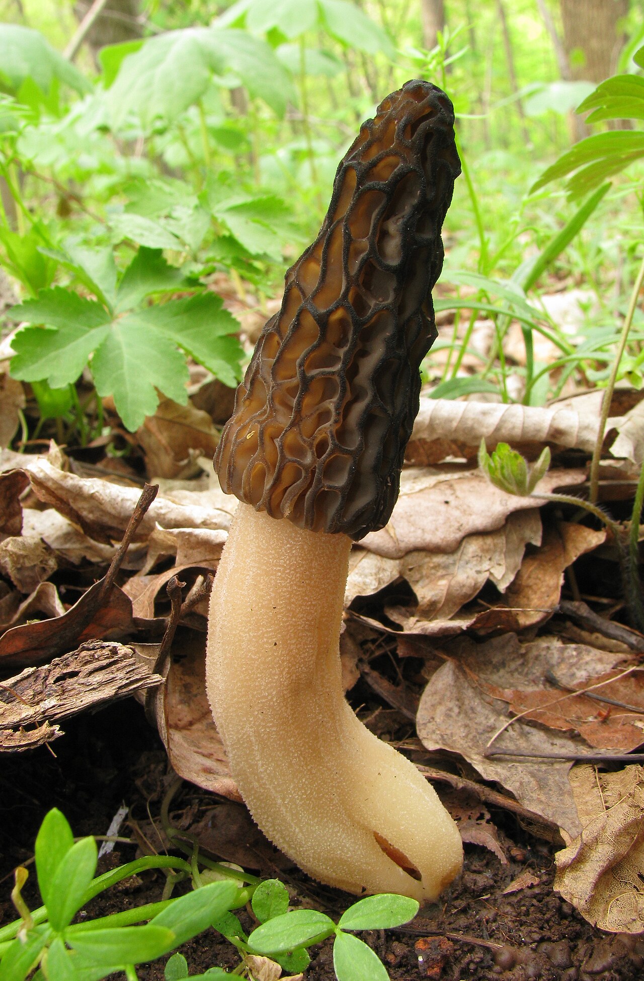 Black Morel (Morchella elata)