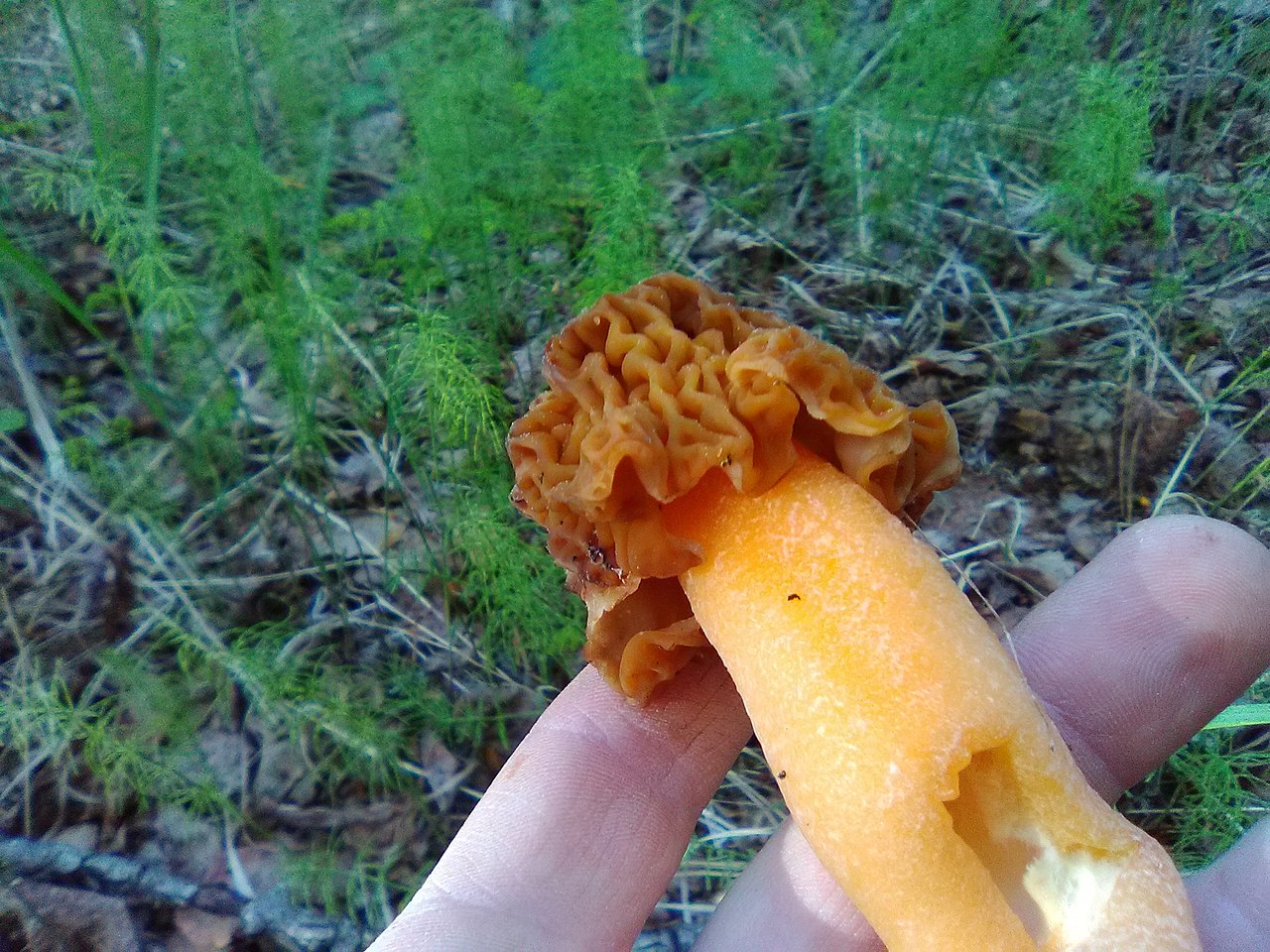 Early Morel (Verpa bohemica)