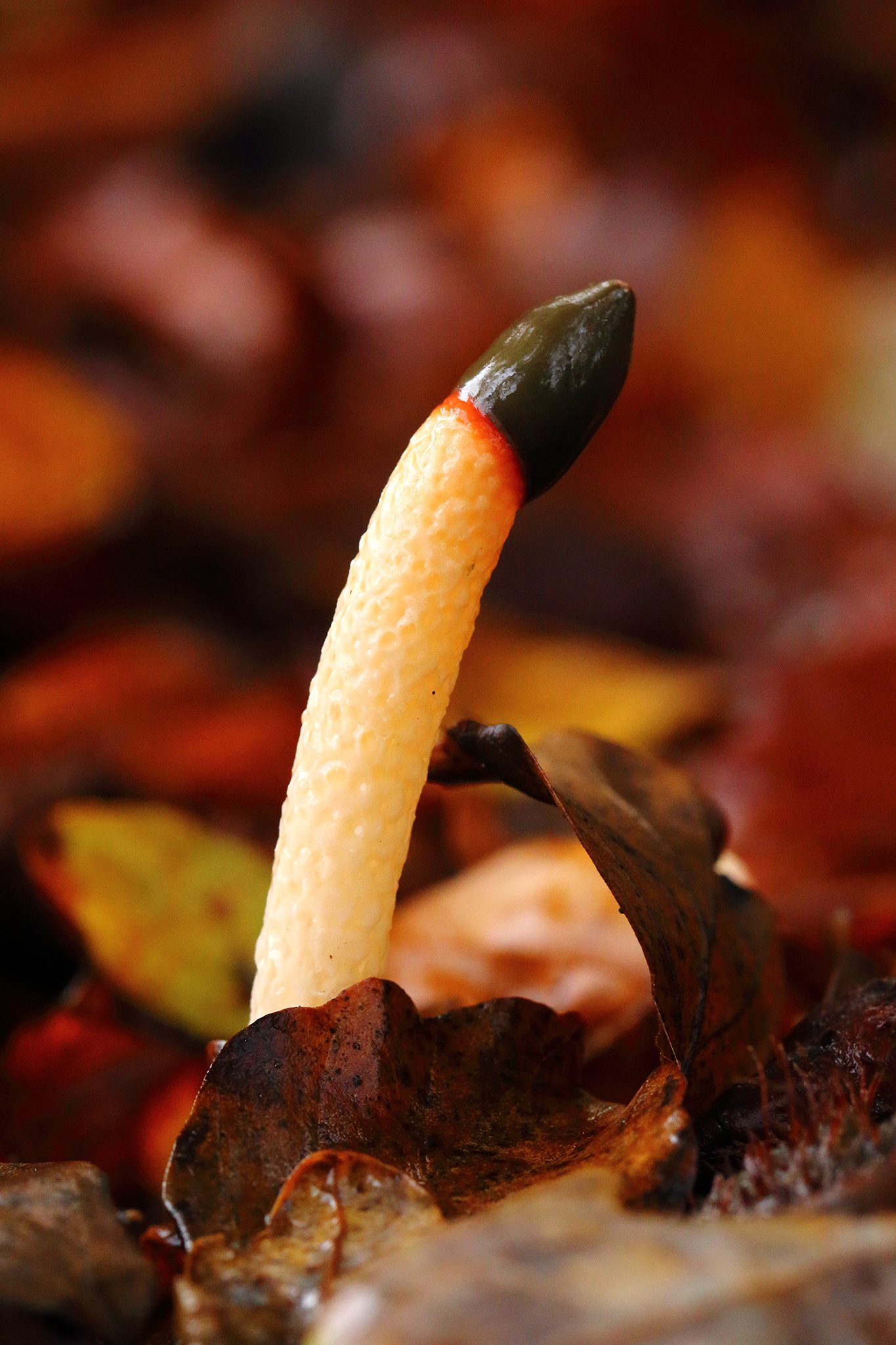 Dog Stinkhorn (Mutinus caninus)