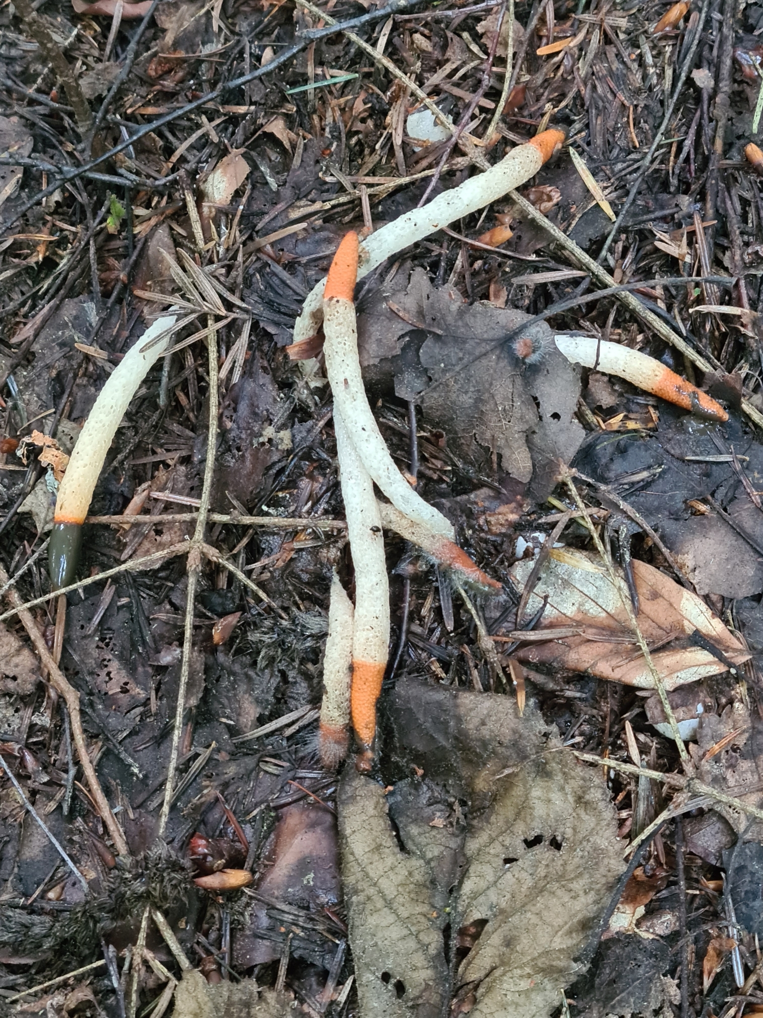 Dog Stinkhorn (Mutinus caninus) wild specimen