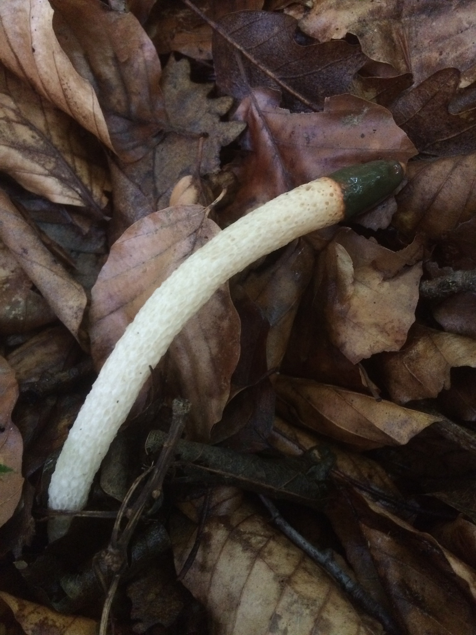 Dog Stinkhorn (Mutinus caninus) wild specimen
