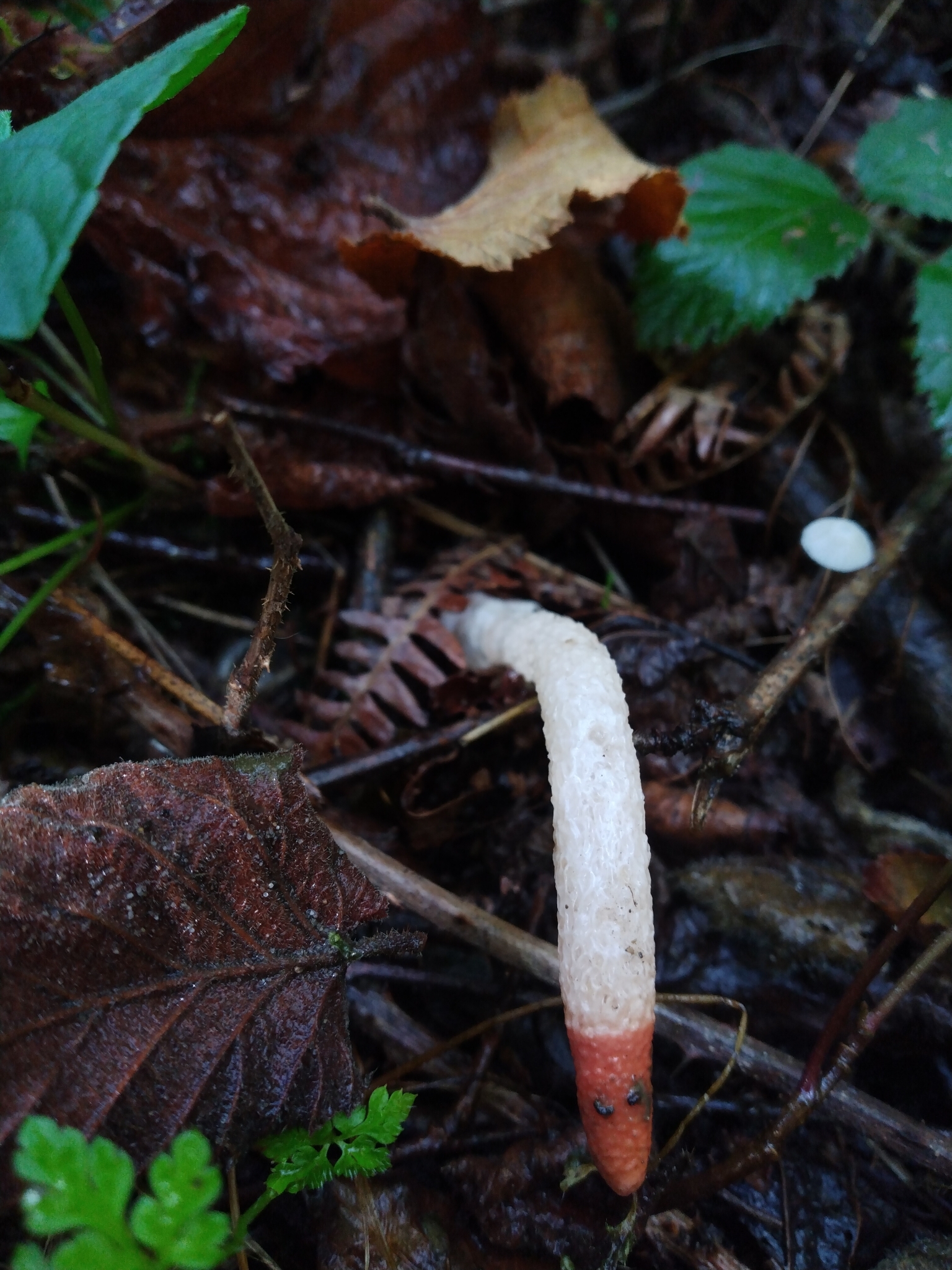Dog Stinkhorn (Mutinus caninus) wild specimen