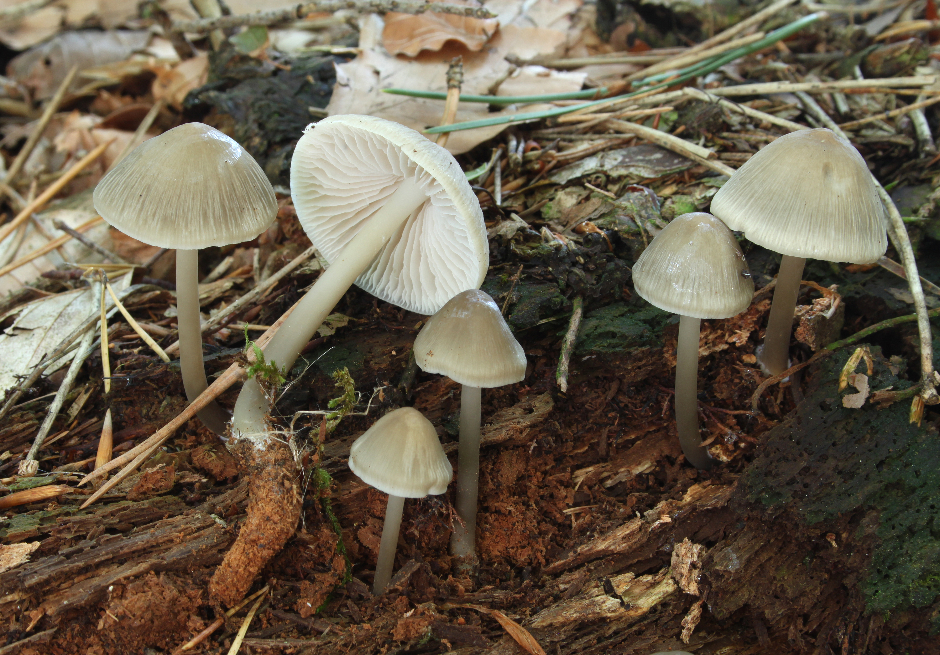 Underside of Mycena galericulata showing pinkish gills with visible cross-veins between them