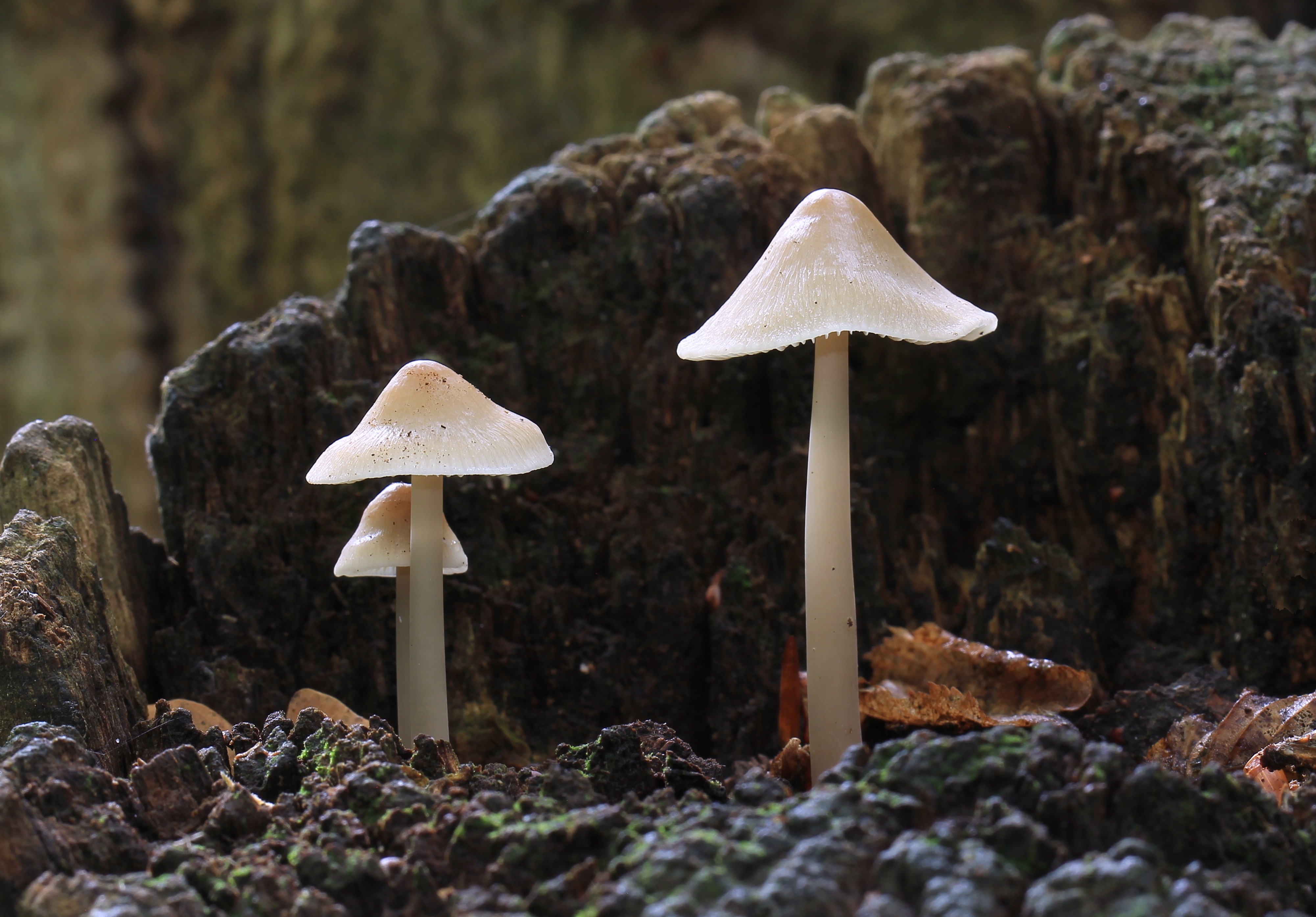 Three Mycena galericulata fruiting bodies emerging from a decaying stump showing bell-shaped caps