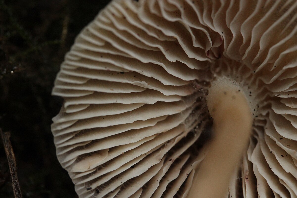Close-up of Mycena galericulata gills showing the distinctive intervenation pattern with cross-veins