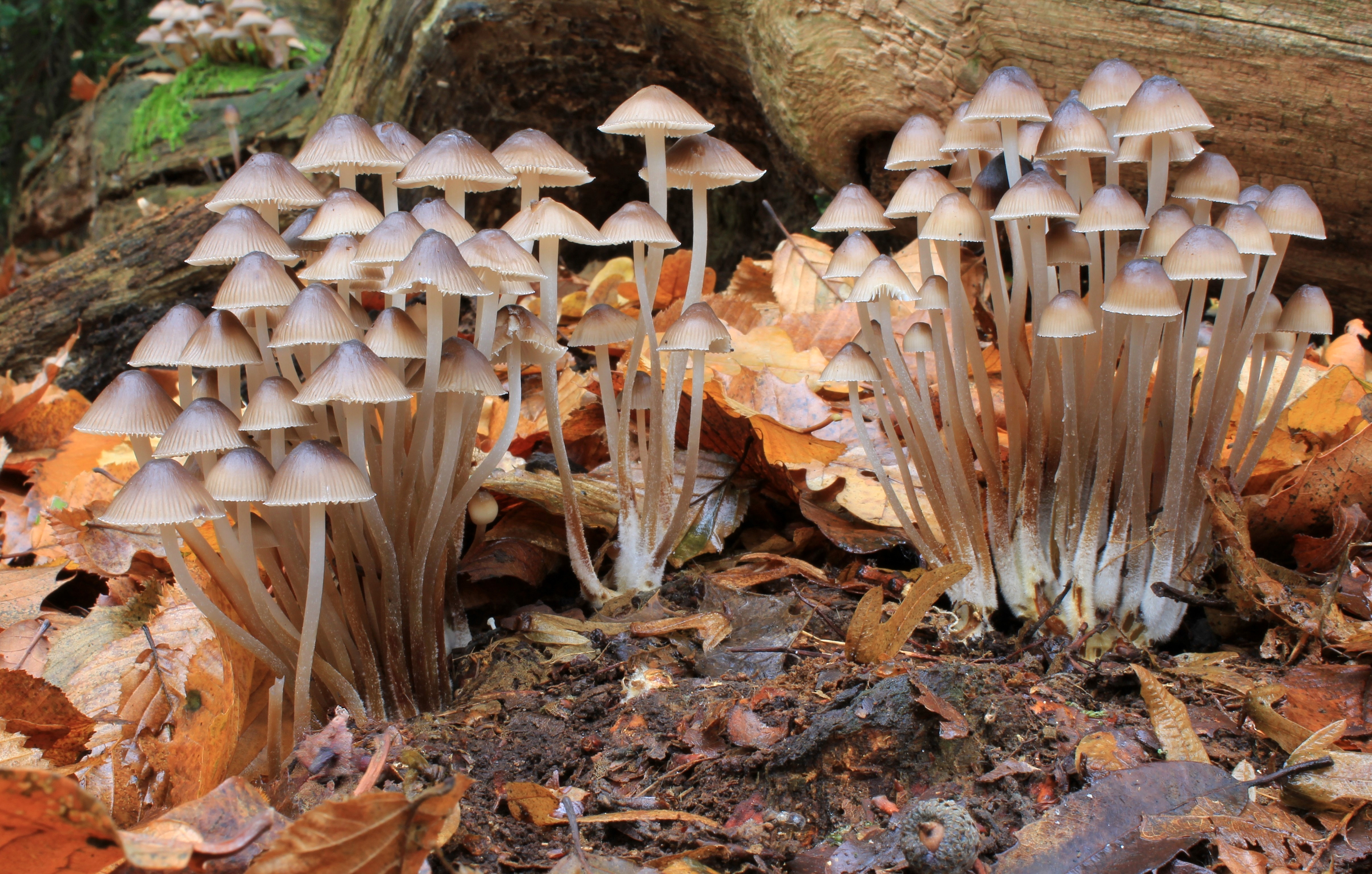 Clustered Bonnet (Mycena inclinata)