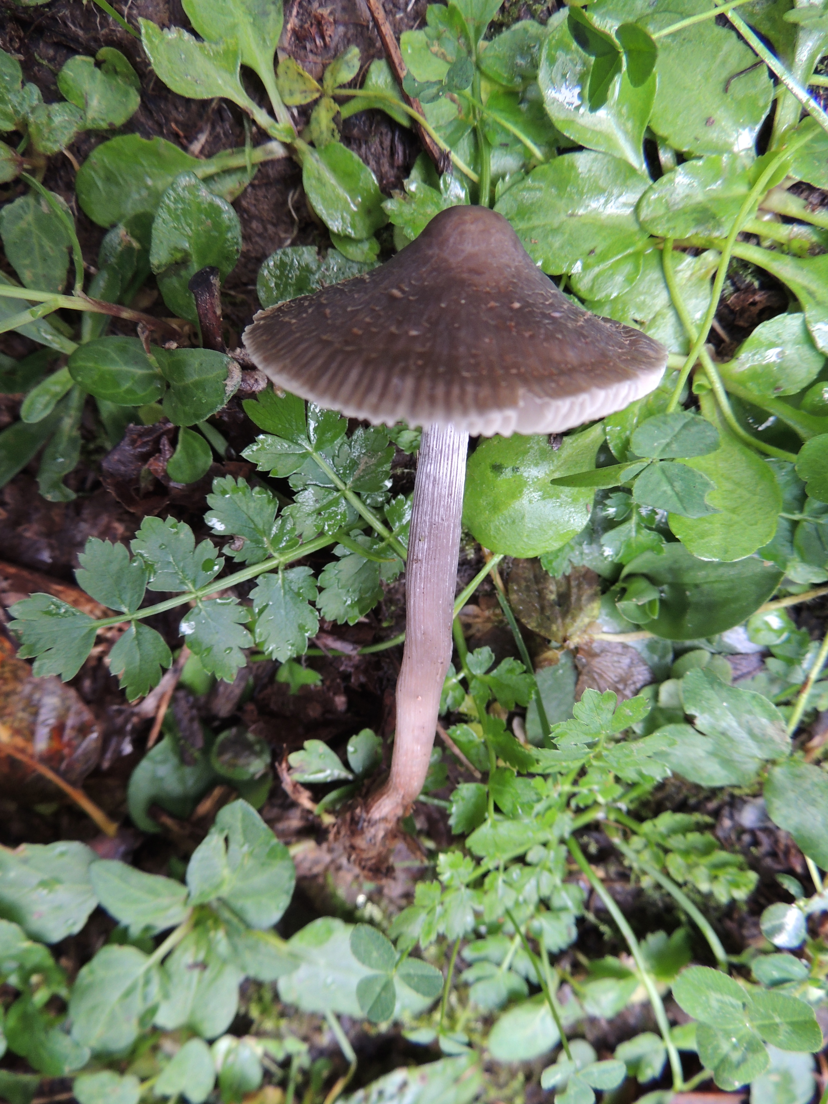 Grooved Bonnet (Mycena polygramma)