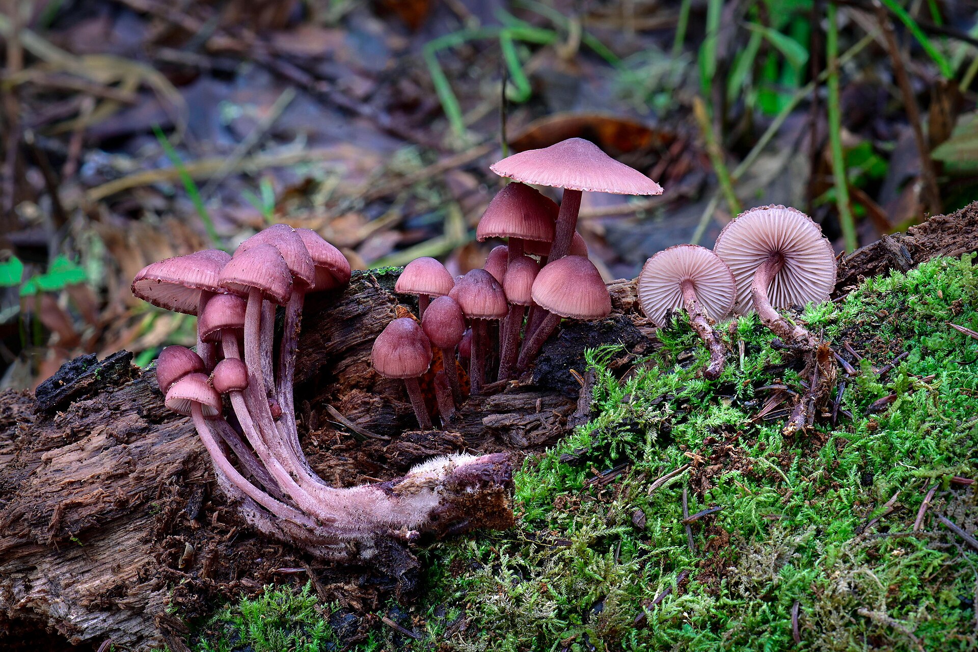 Bleeding Mycena cap viewed from above showing surface texture