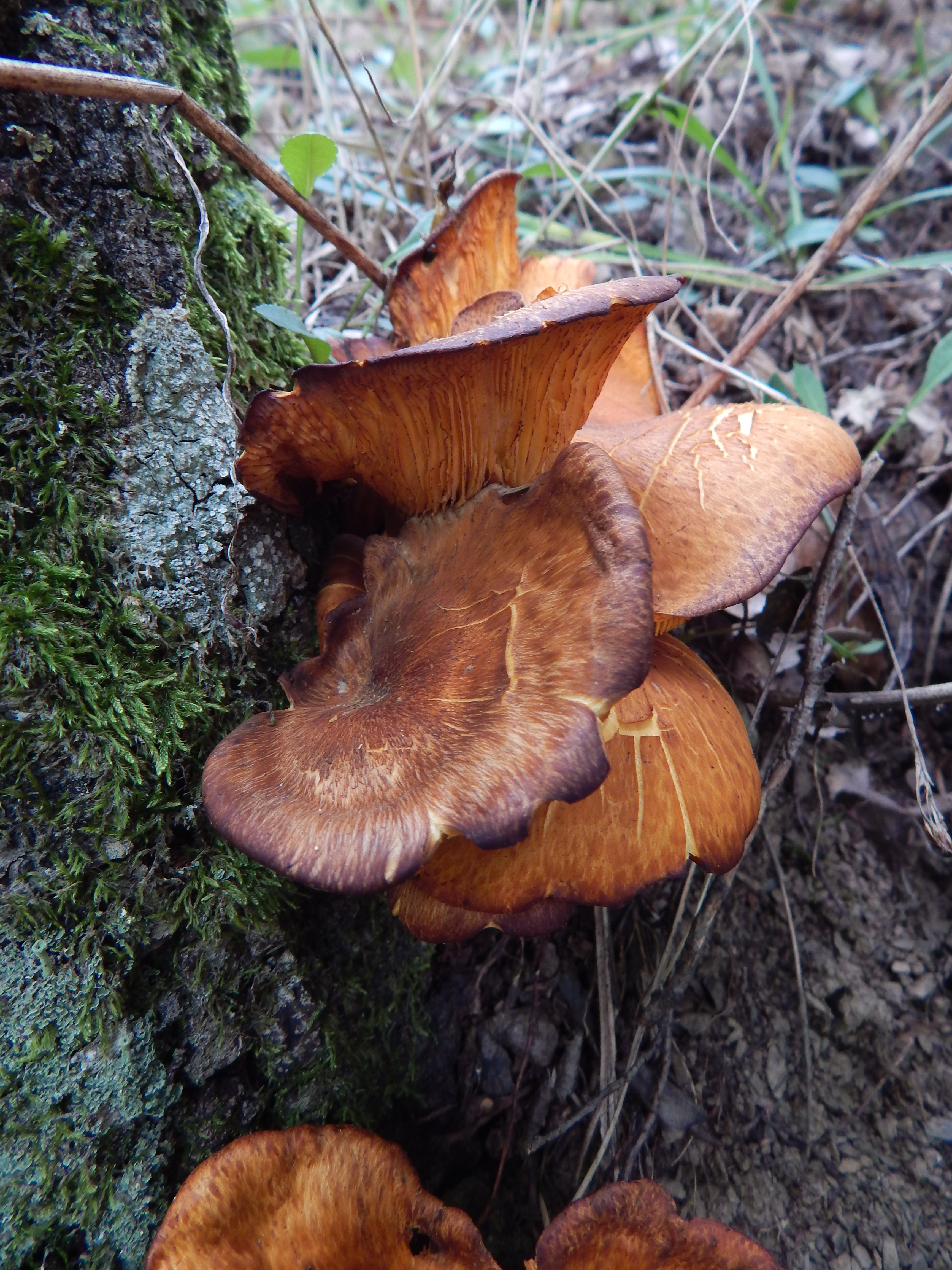 Group of mature Jack O'Lantern mushrooms in natural forest habitat