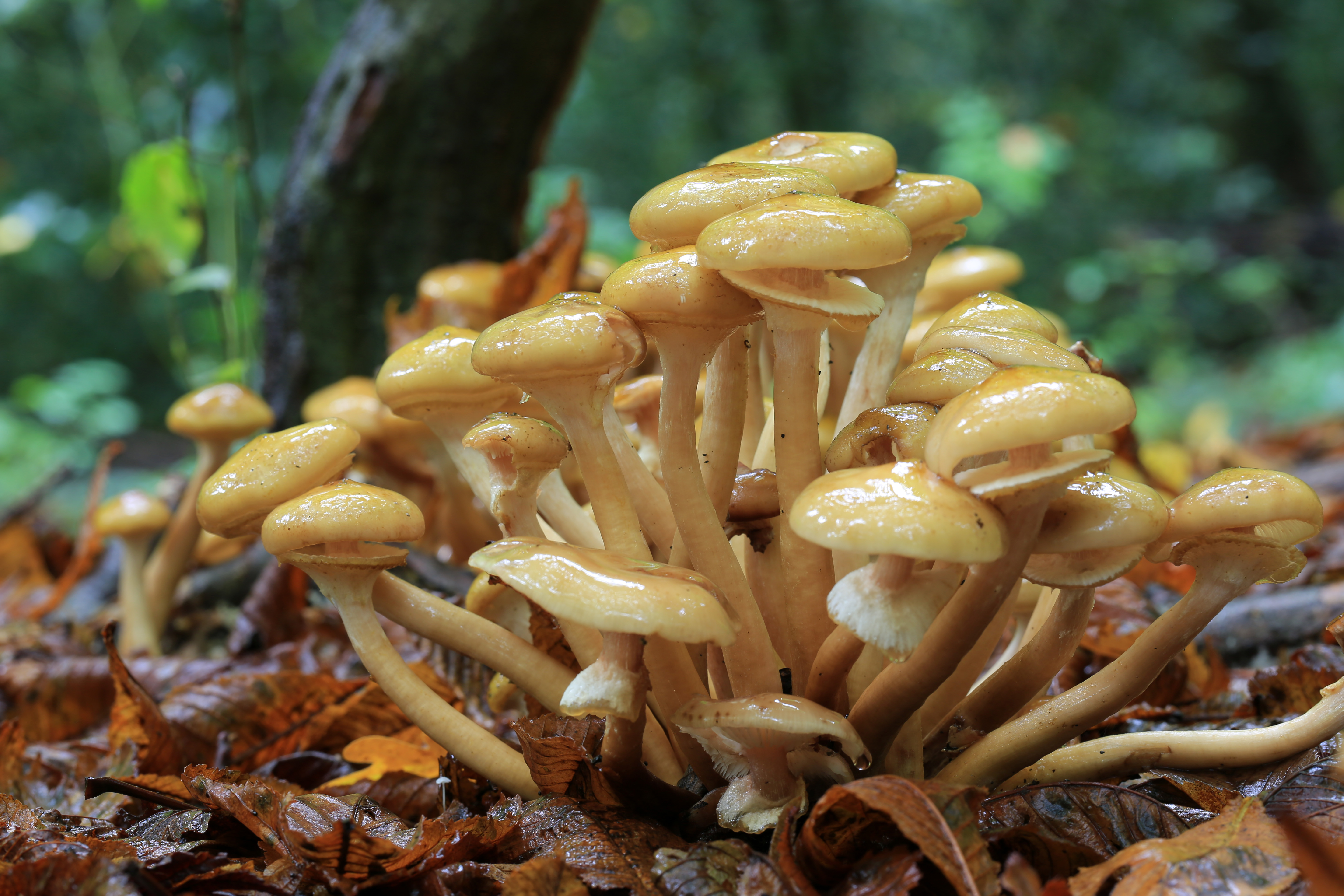 Honey Mushroom (Armillaria mellea)