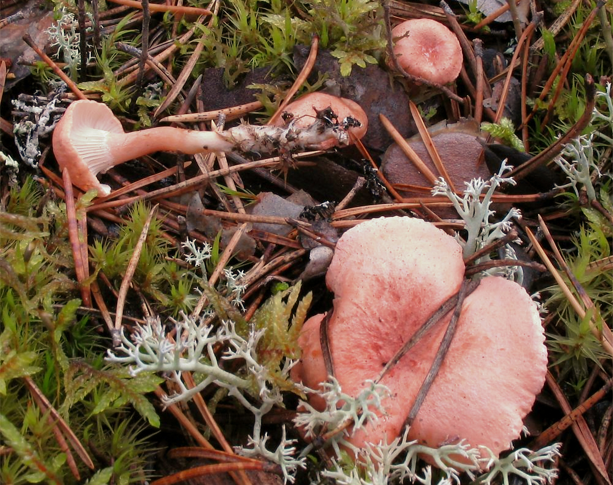 False Chanterelle (Hygrophoropsis aurantiaca)