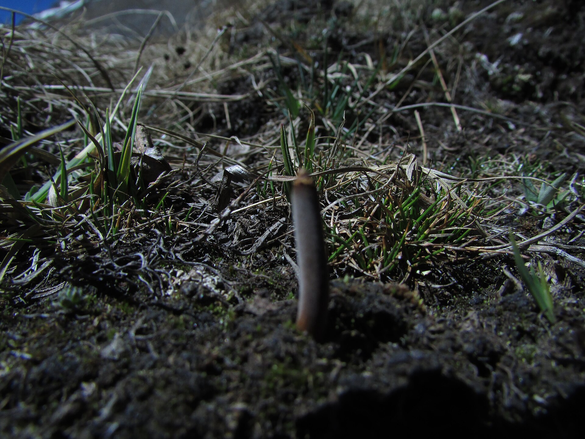 Caterpillar Fungus (Ophiocordyceps sinensis) wild specimen