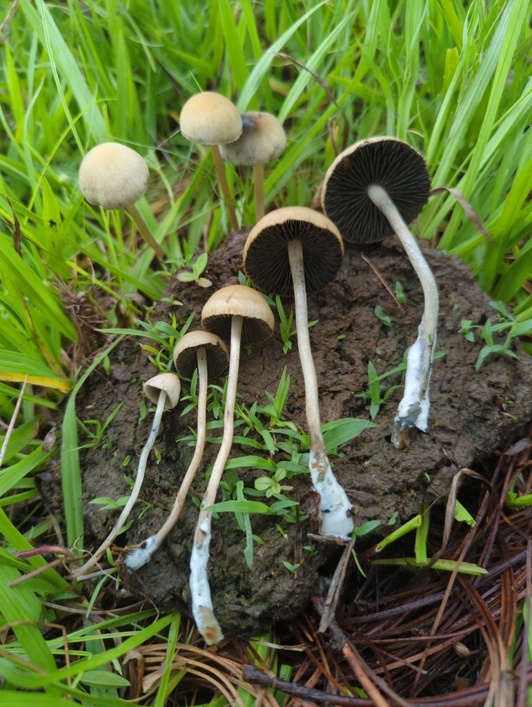 Blue Meanies (Panaeolus cyanescens) cluster growing on dung in grass