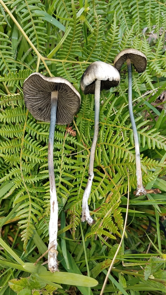 Blue Meanies (Panaeolus cyanescens) showing blue-staining stems among ferns