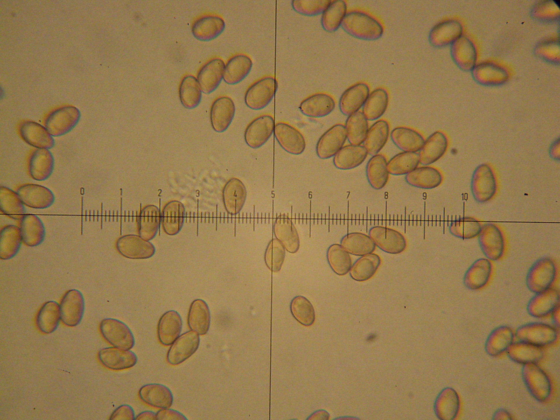 Brown Rollrim (Paxillus involutus) wild specimen