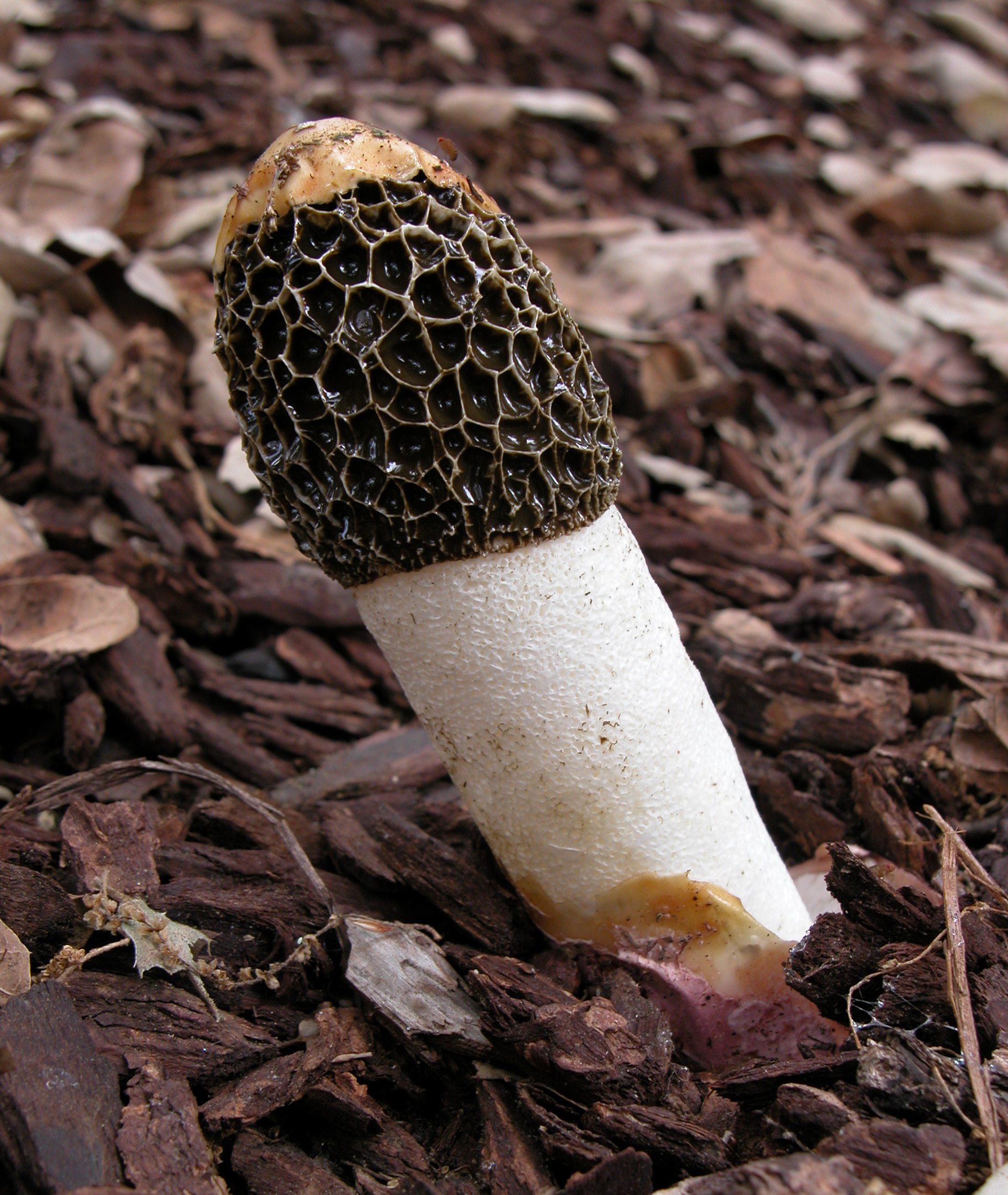 Dune Stinkhorn (Phallus hadriani) wild specimen