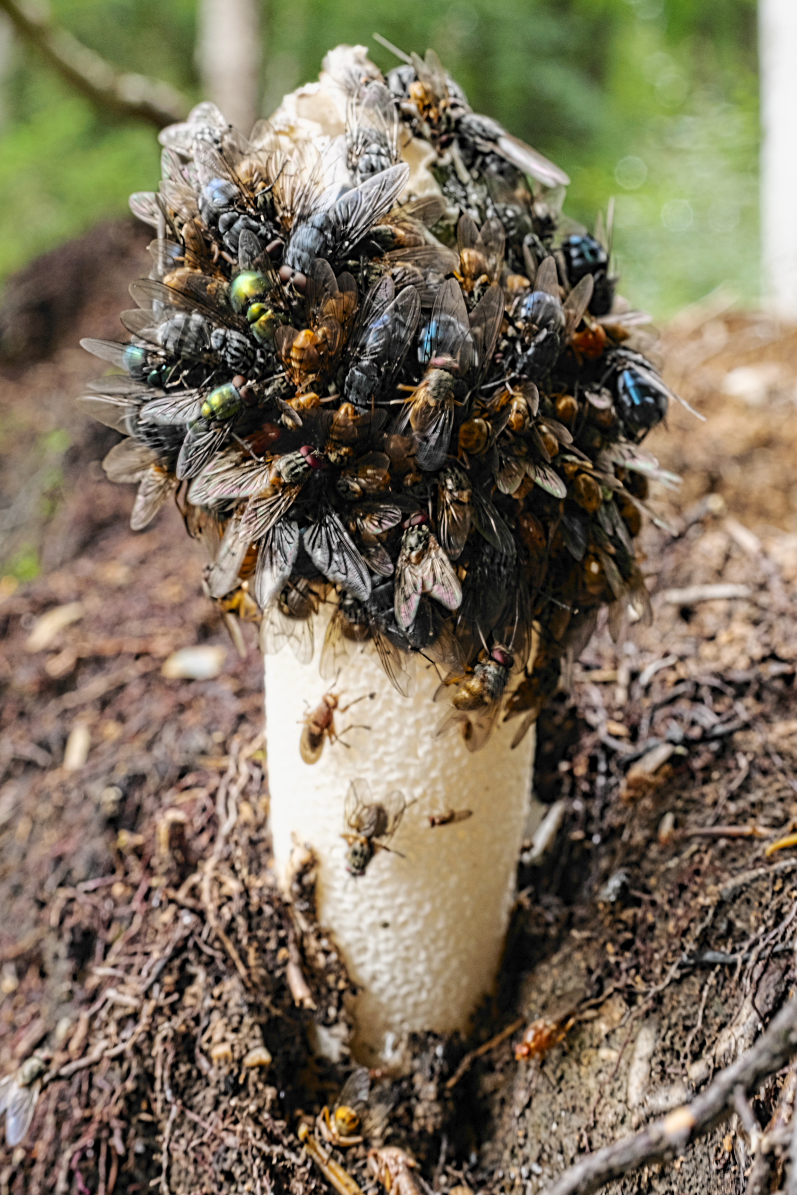 Common Stinkhorn (Phallus impudicus) wild specimen