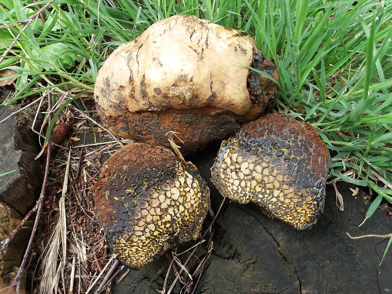 Dyeball (Pisolithus arhizus)