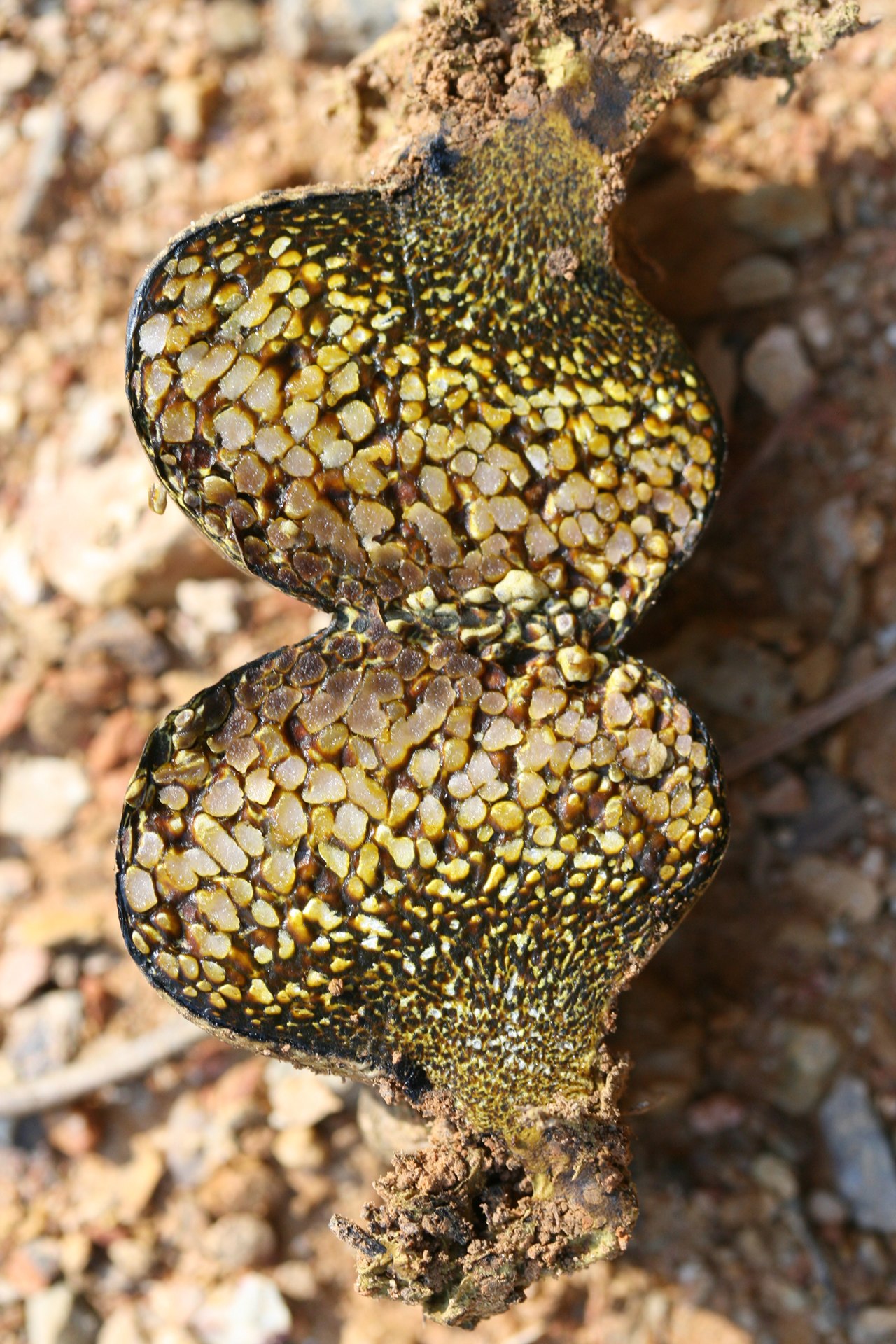 Mature Pisolithus arhizus with cracked exterior releasing spores